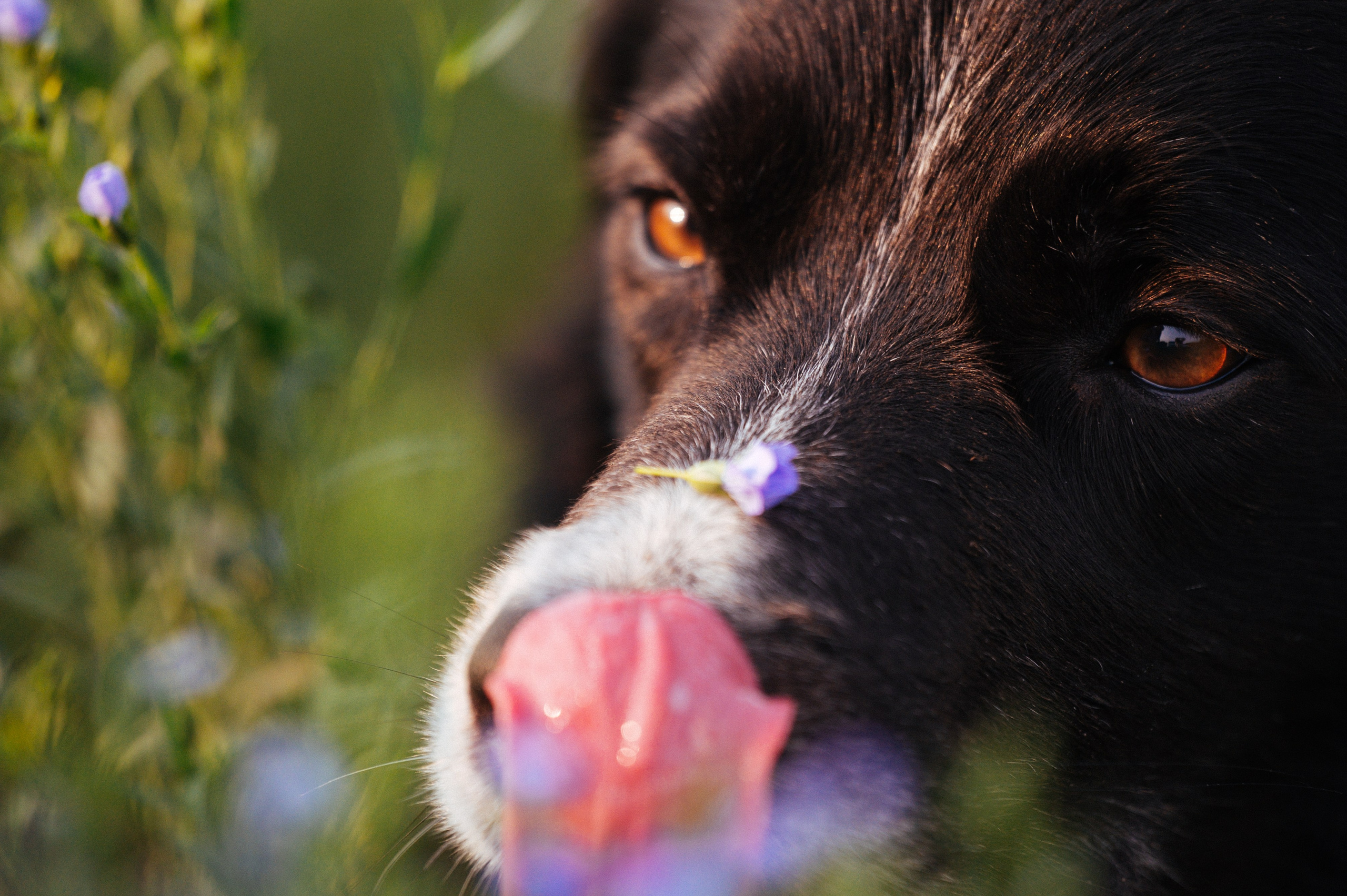 Прогулка на рассвете с бордер-колли. Фотограф в Ростове —на — Дону