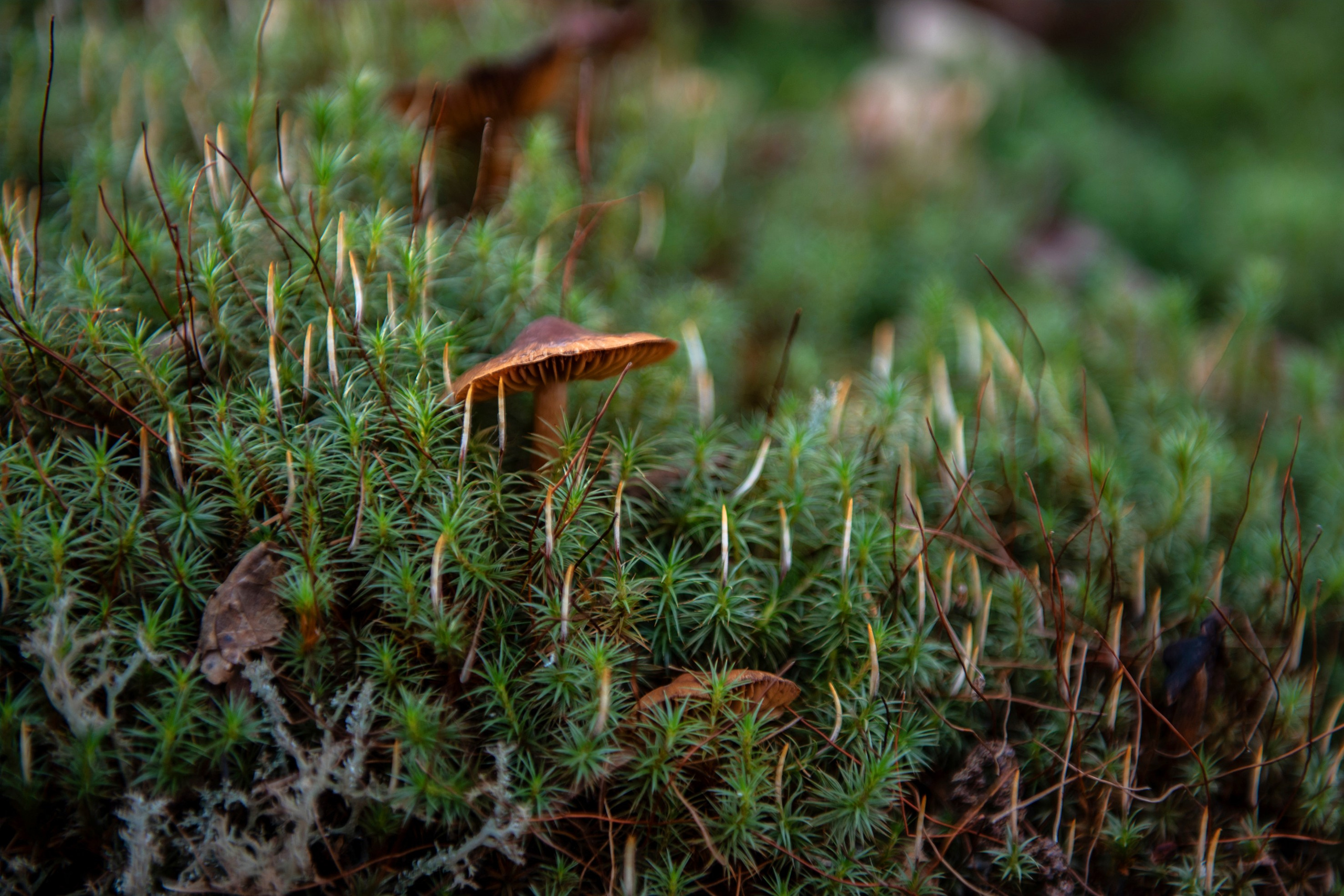 Природа. Команда фотографов Кристины Ивановой