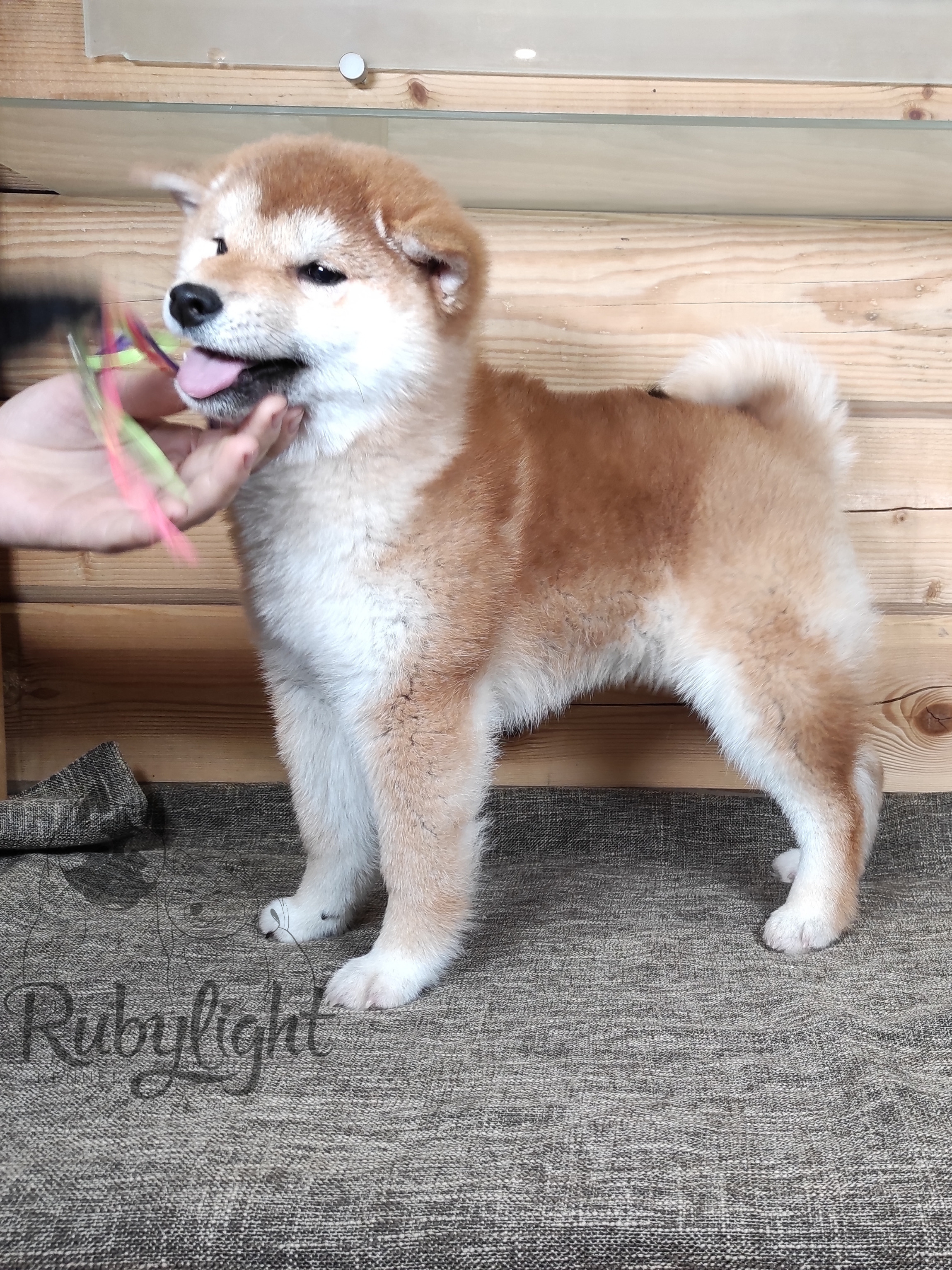 Сиба питомник RUBYLIGHT. Американская акита I Сиба ину I Питомник RUBYLIGHT