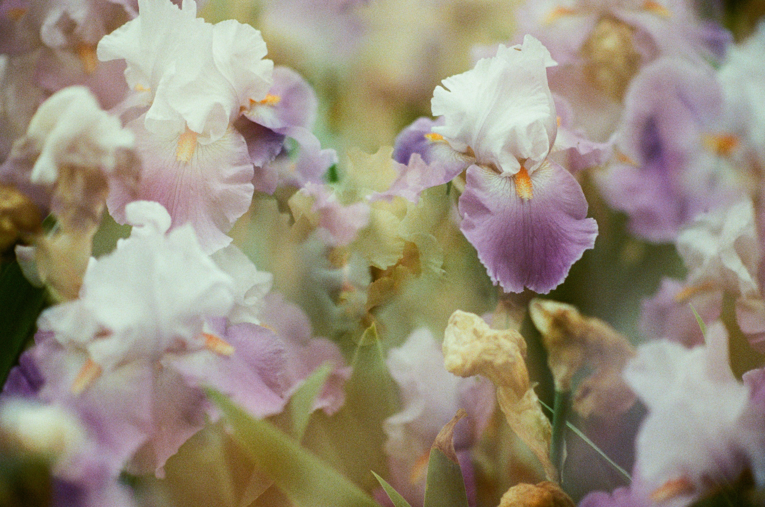 Pain shopping // ukraine, crimea IV. EVER EXPOSED