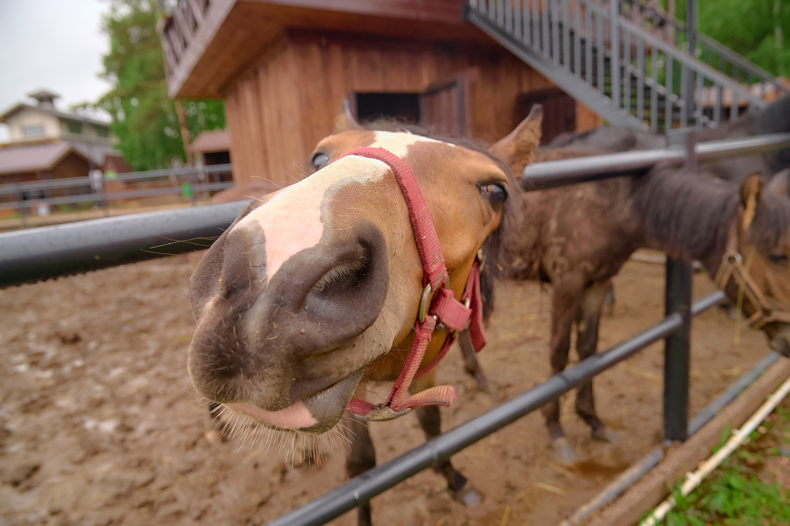 Ранчо «Шарье». Сеть магазинов «Калина-Малина». Фотограф Яковлев Роман — Красноярск