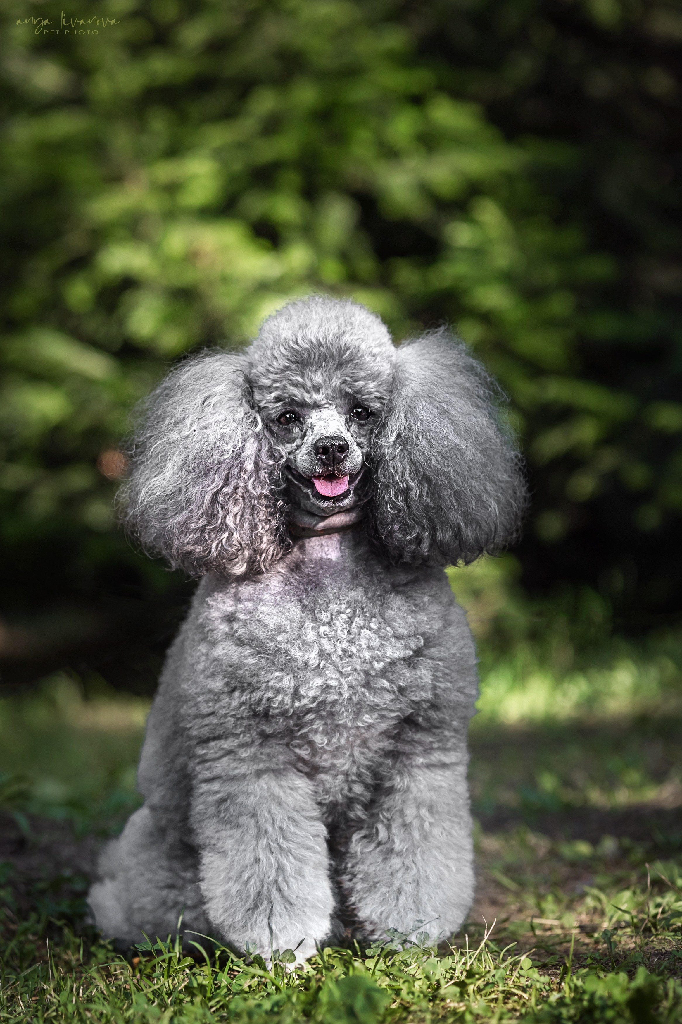 Дёмино. Фотограф анималист Аня Ливанова | Рыбинск