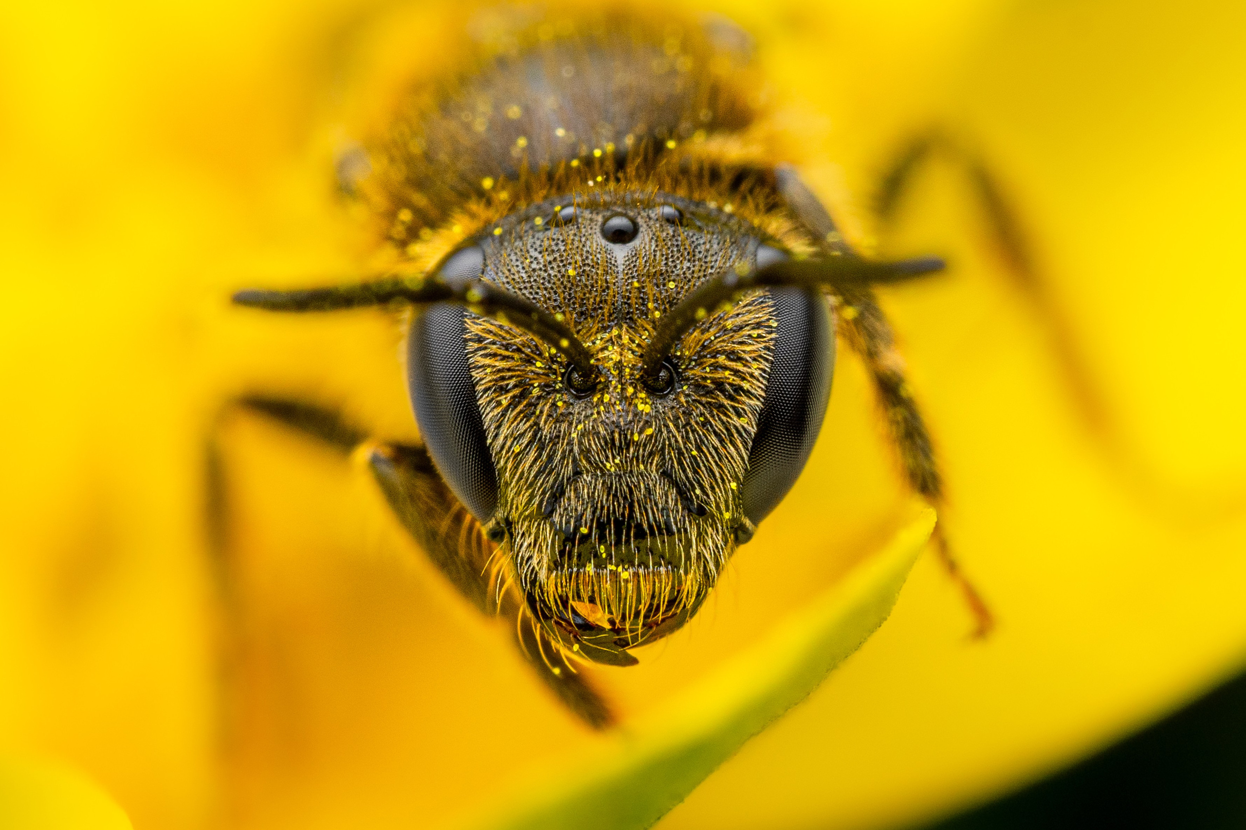 Пчела рода Lasioglossum