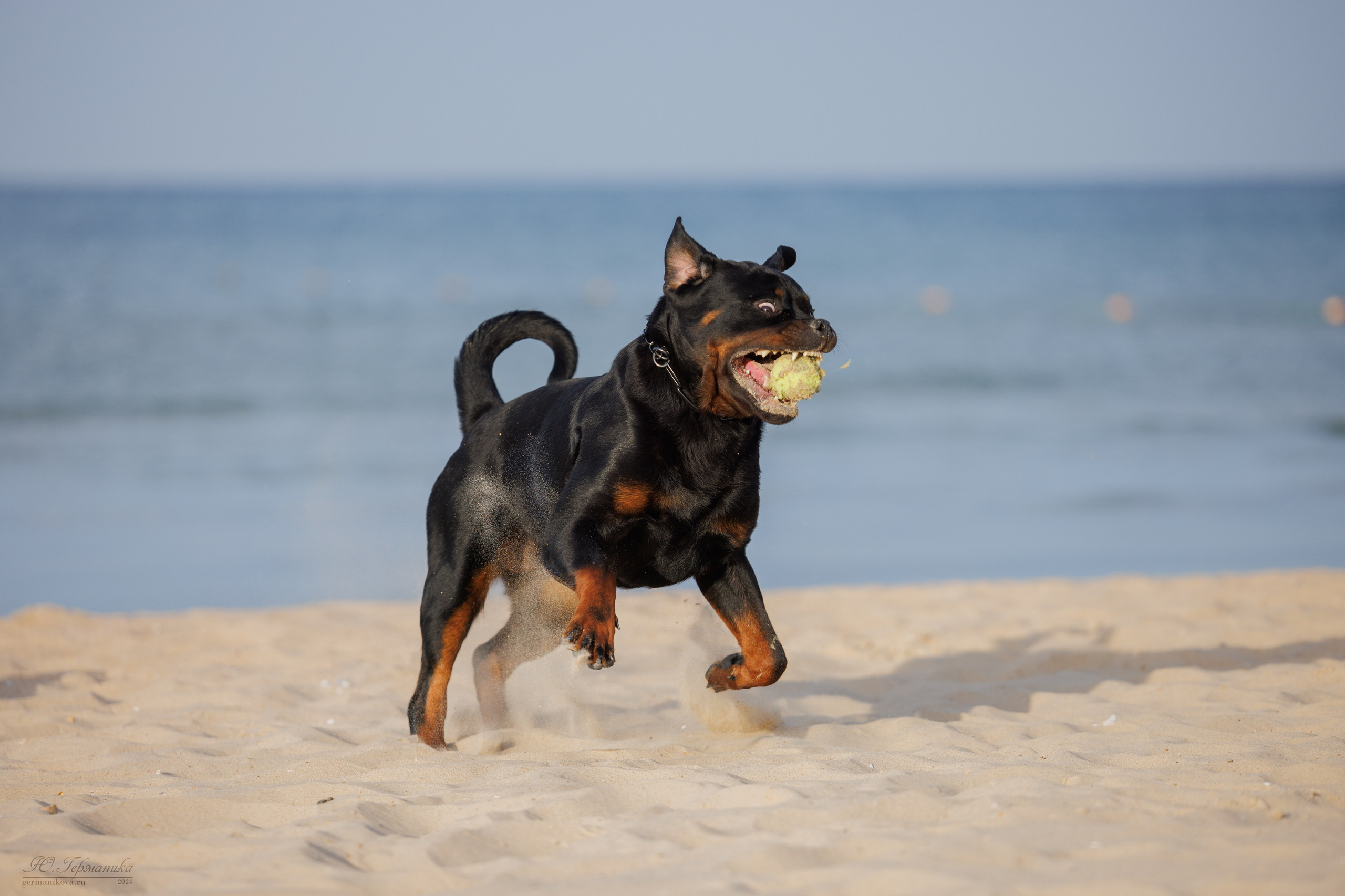 Свободная съемка. Фотограф-анималист Юлия Германика