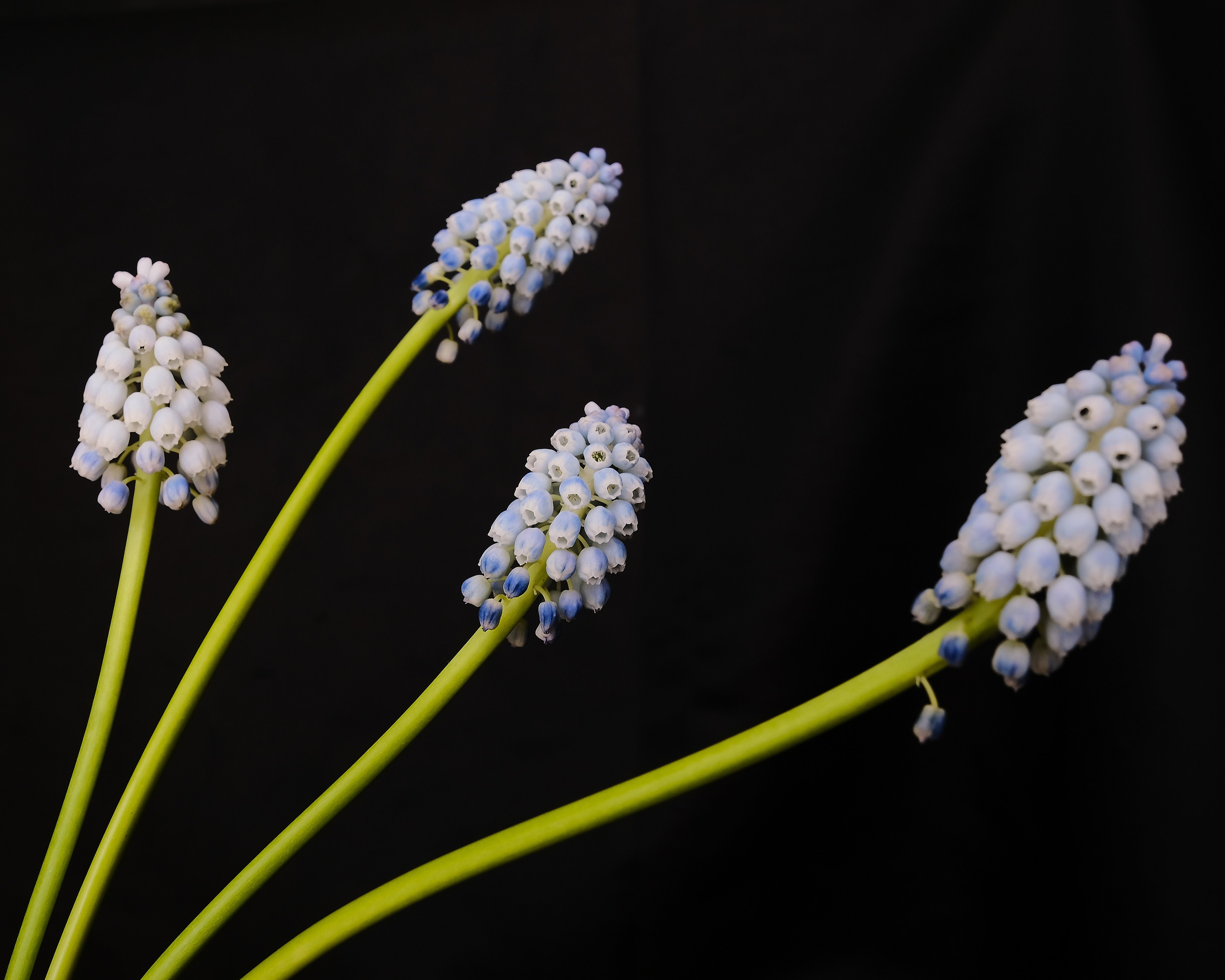 Творчество. Портретный и репортажный фотограф в Санкт-Петербурге Дарья Сибирякова