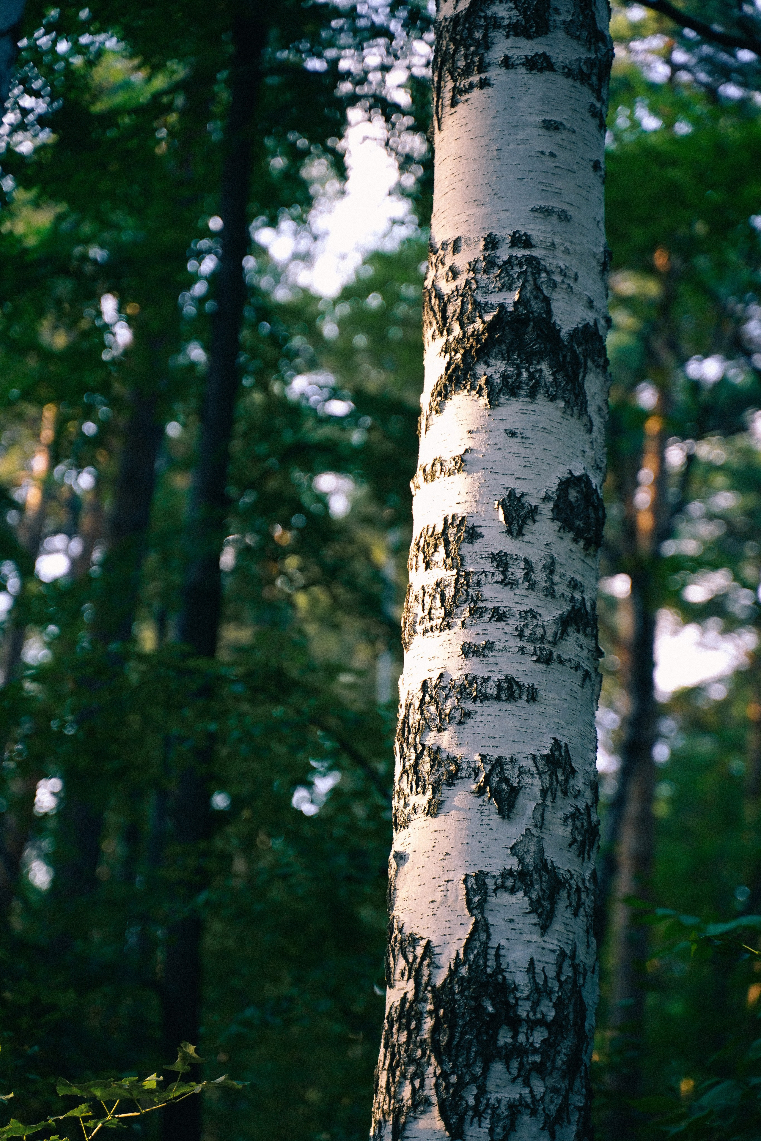 Алиса. Репортажный фотограф Даниил Коваленко