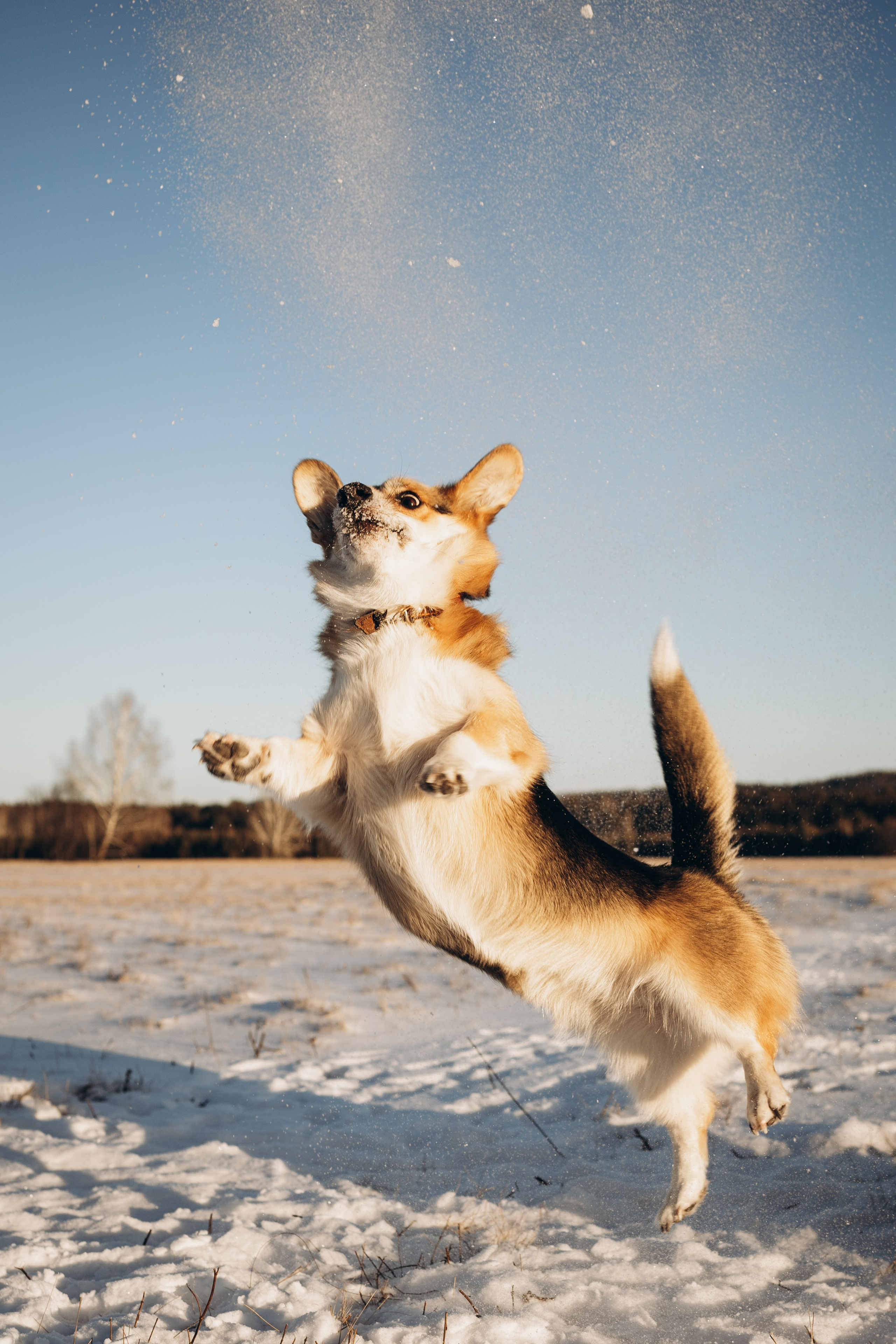 Виктория и Виски. Фотограф-анималист Анастасия Большакова
