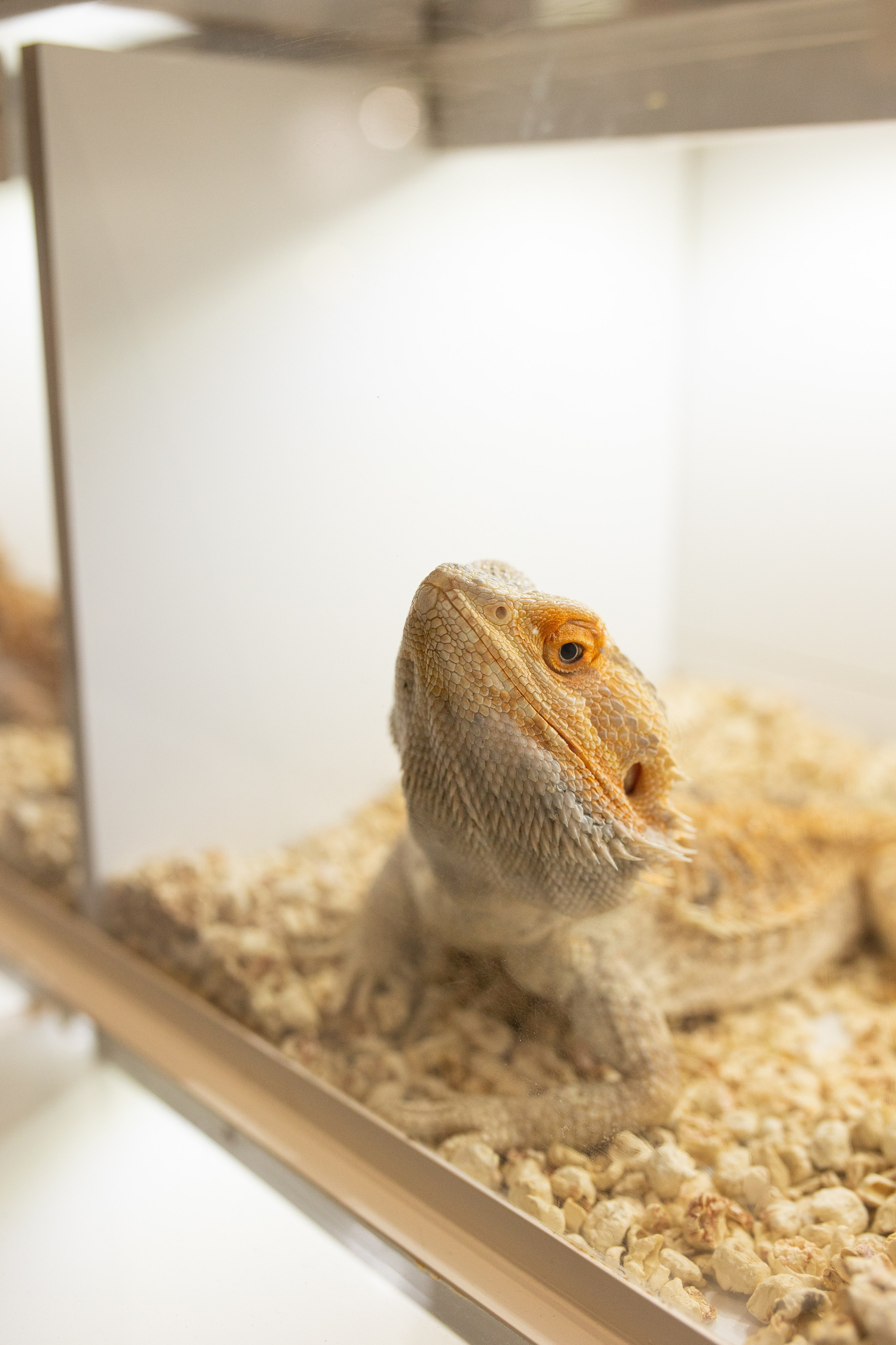 Рептилиум 2024. Александра Куликова фотограф, Москва