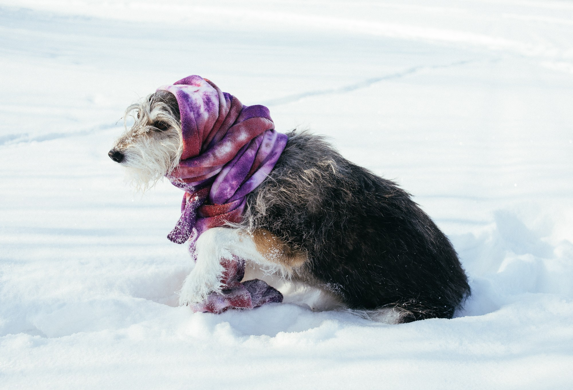 Оля и Молли. Фотограф в Новосибирске Евгений Маслов