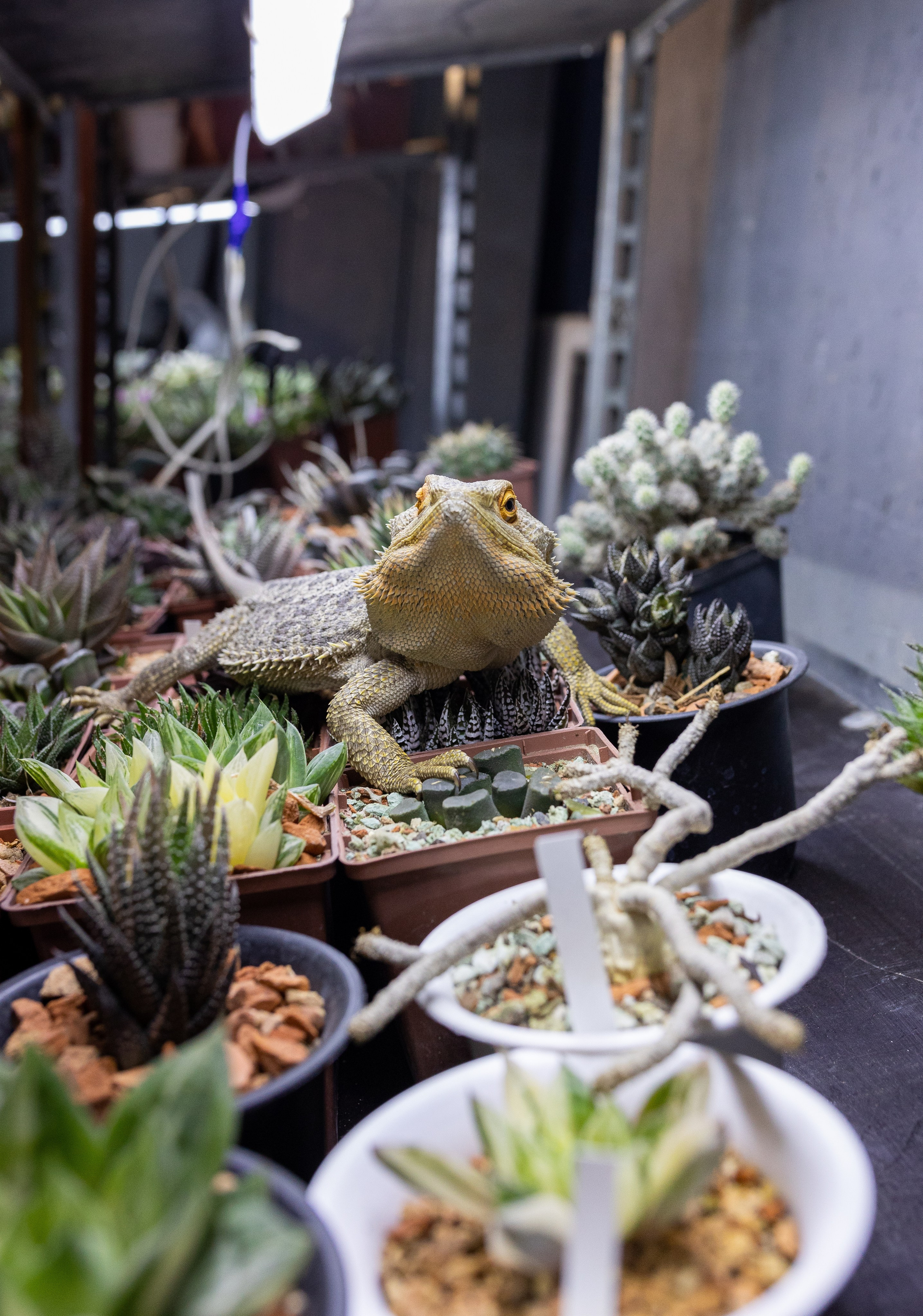 Meza market 2024. Александра Куликова фотограф, Москва