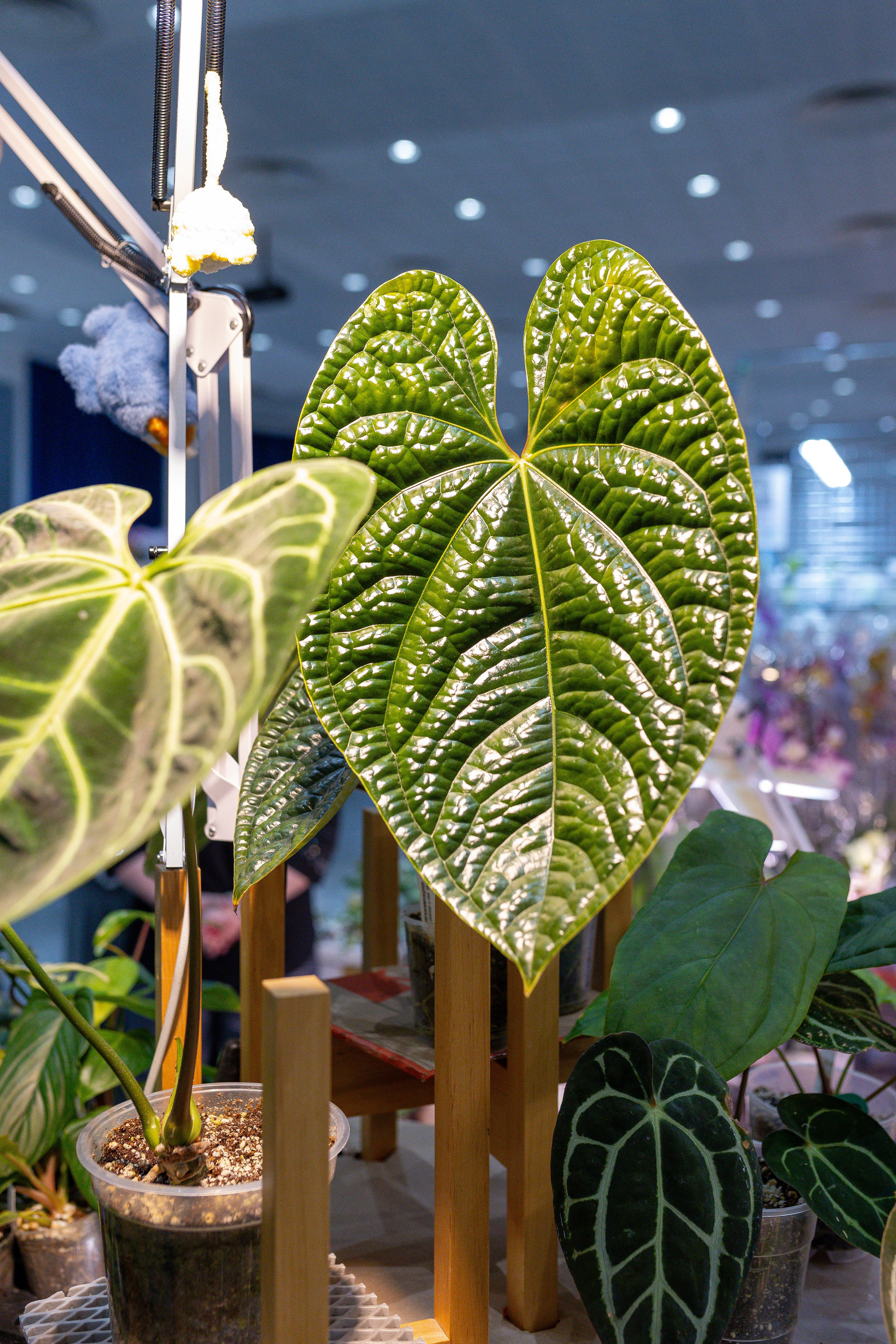 Орхидиум 12.2025. Александра Куликова фотограф, Москва