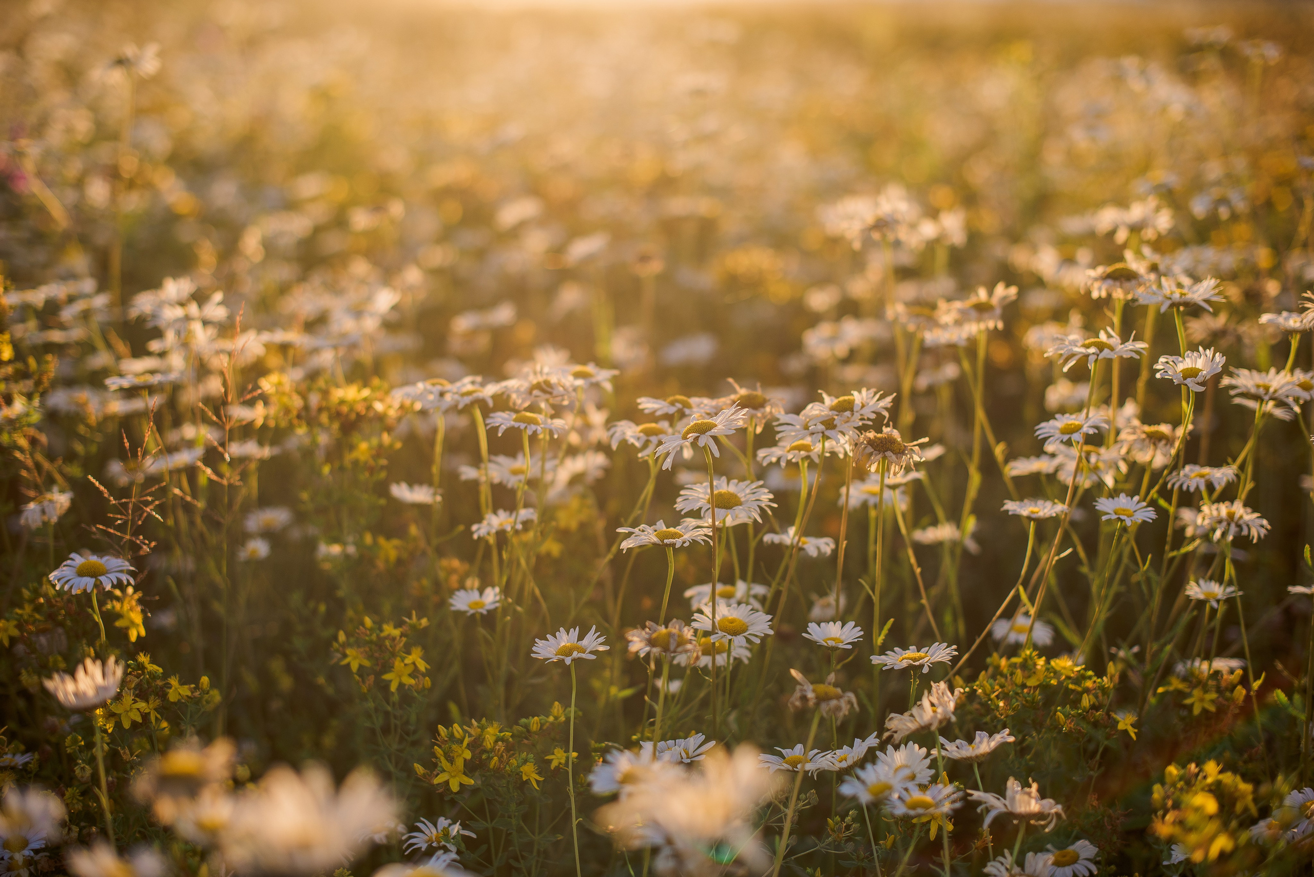 РОМАШКОВАЯ ИСТОРИЯ. Свадебный и семейный фотограф РИТА БОЧКАРЁВА