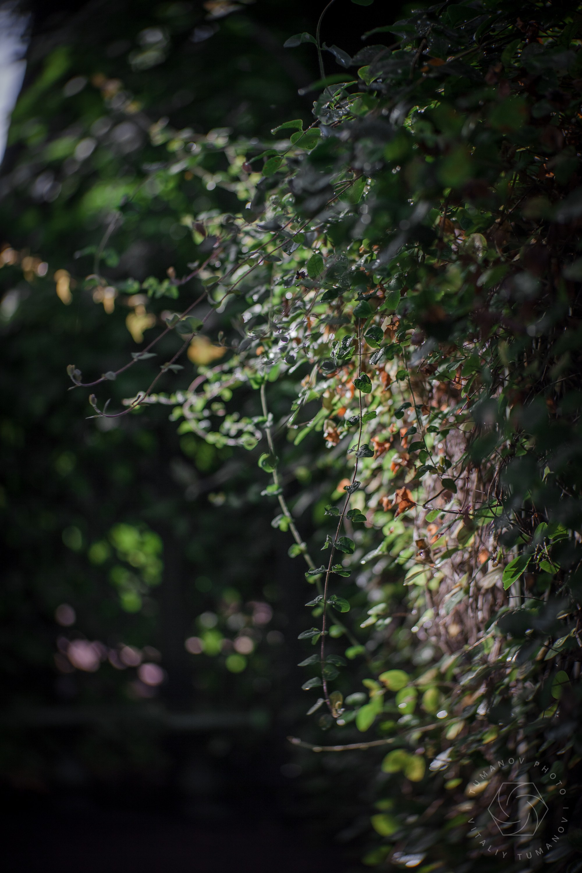 Ландшафтная фотография Летний сад Санкт-Питербург. Виталий Туманов — Ландшафтный фотограф
