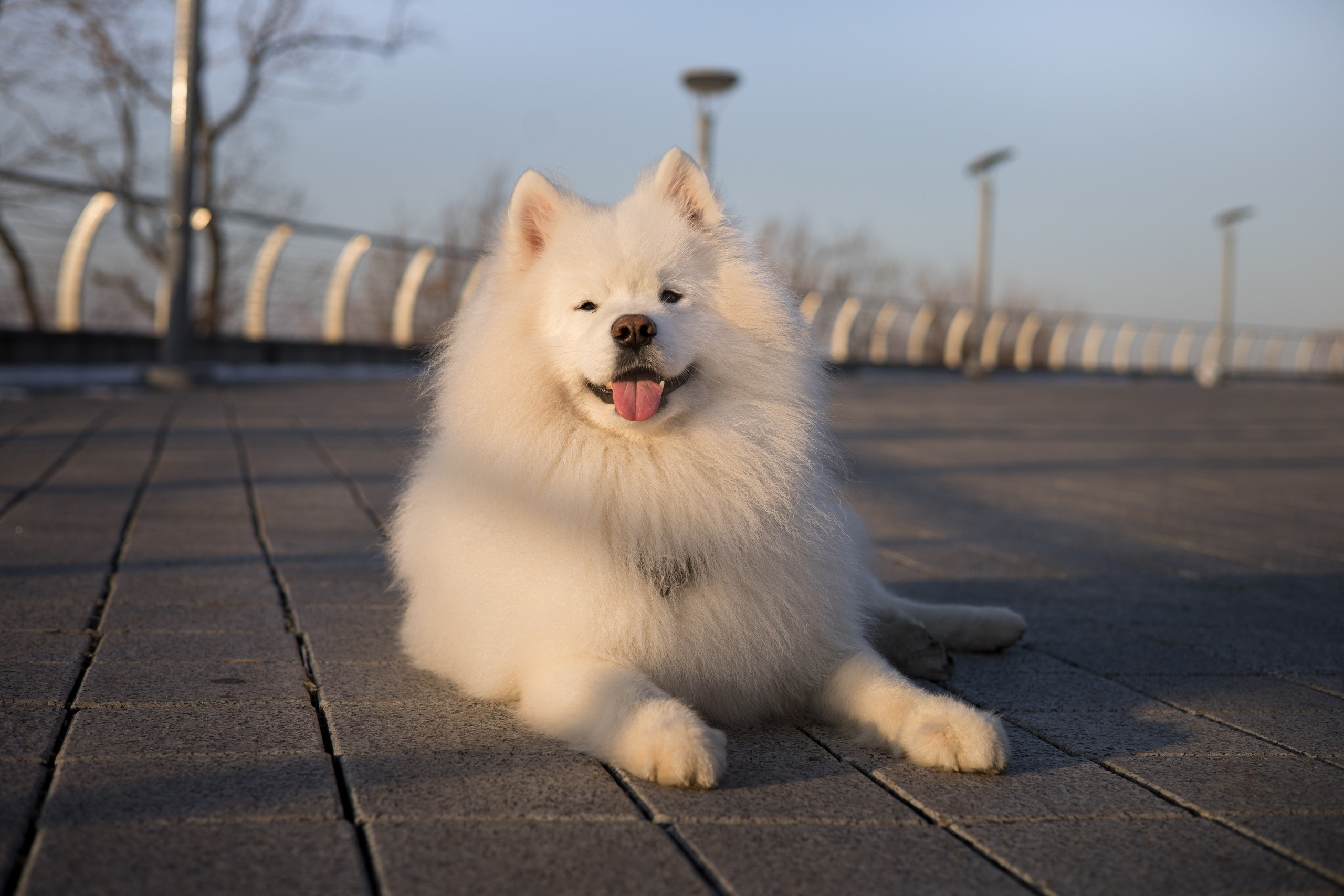 Полина и Вирчик. Фотограф — анималист Владивосток, Алина