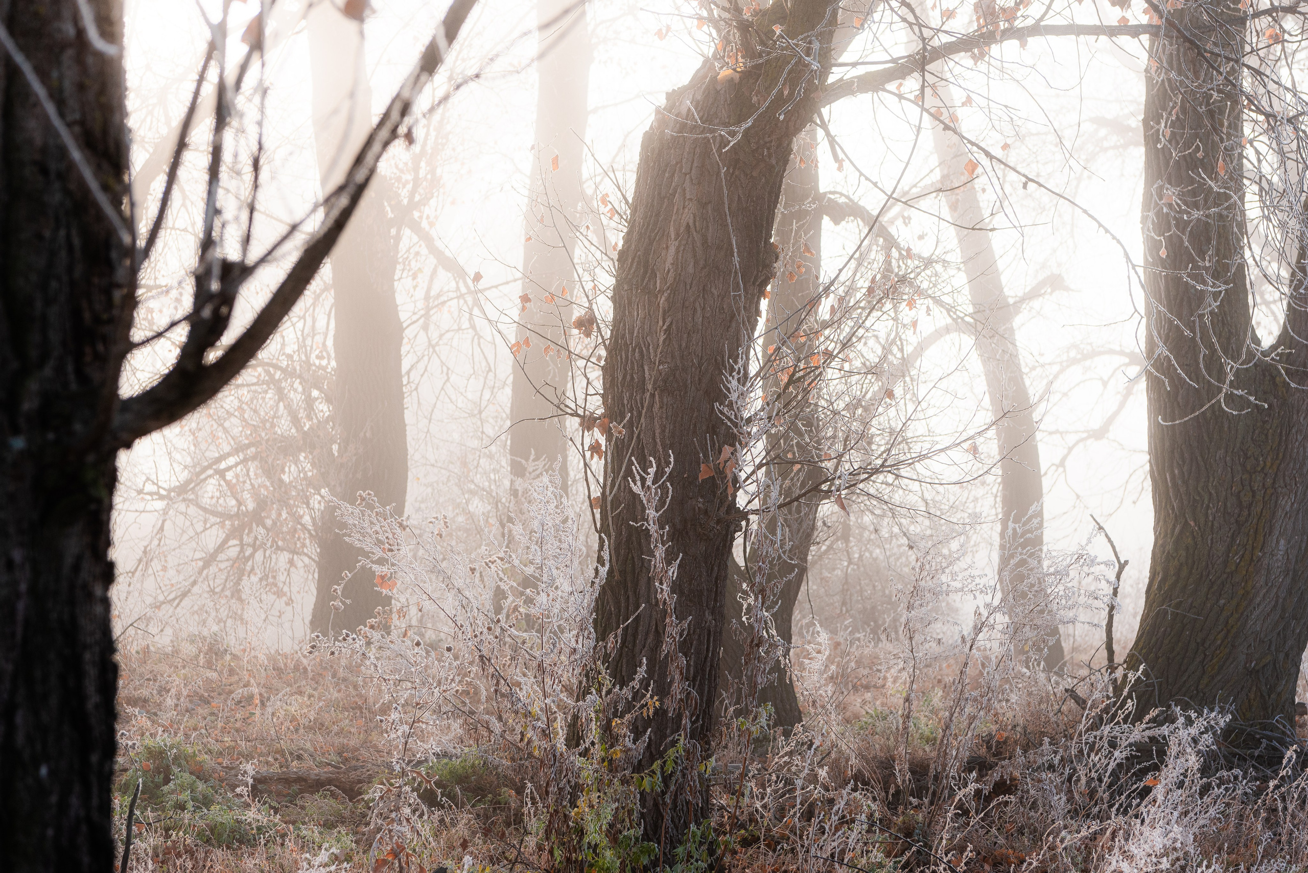 Фотографии утреннего тумана под Волжским. Фотограф в Волгограде и Волжском Александр Горбань