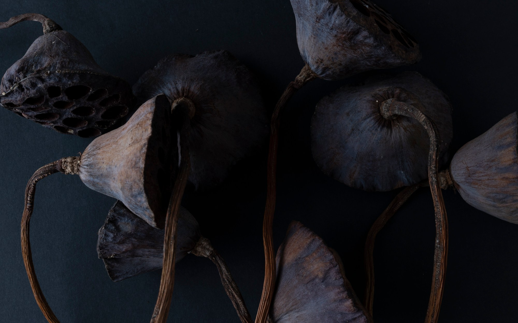 Art prints. Фотограф алина стерхова, алина стерхова фотограф, фотограф москва