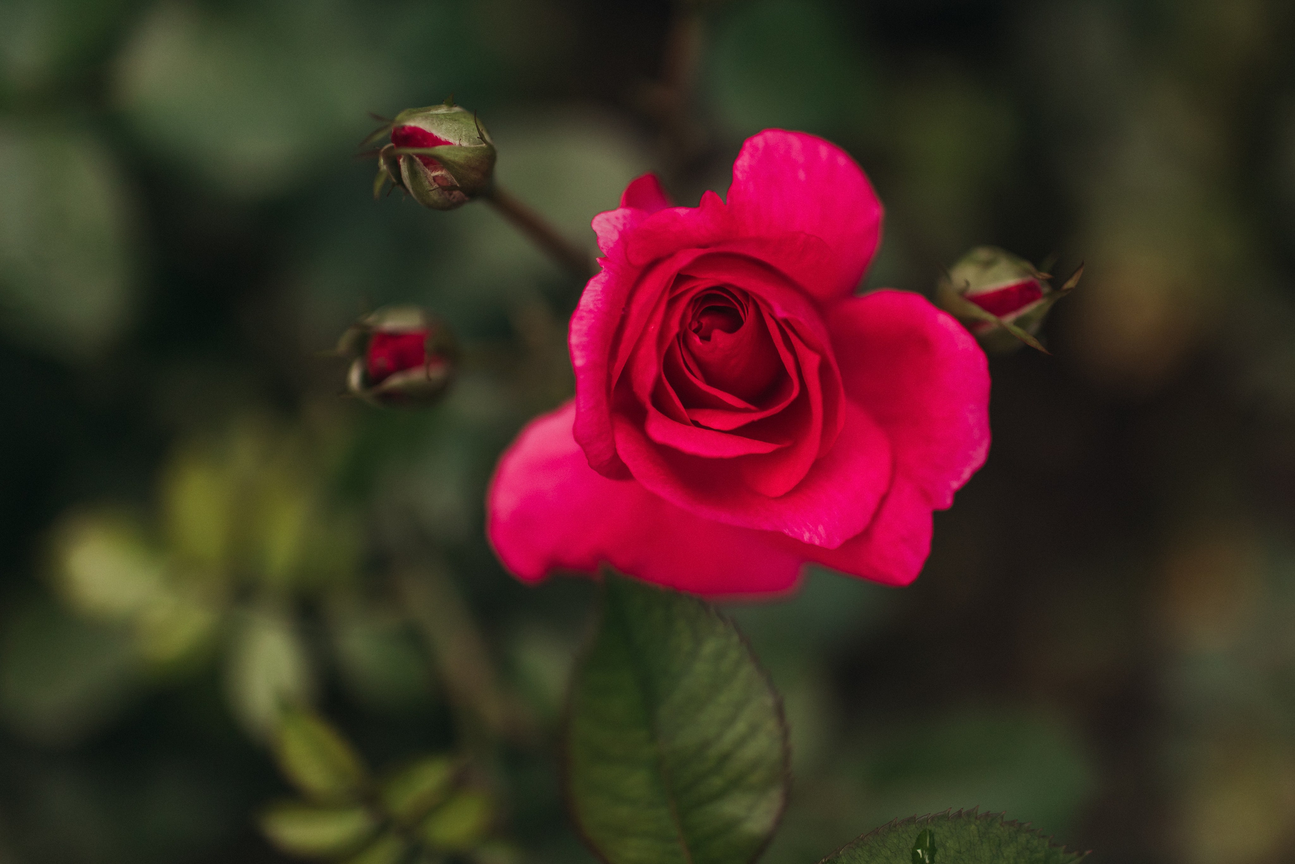 Кирилл и Олеся (Санкт-Петербург, Россия). Destination wedding photographer Peter Letu