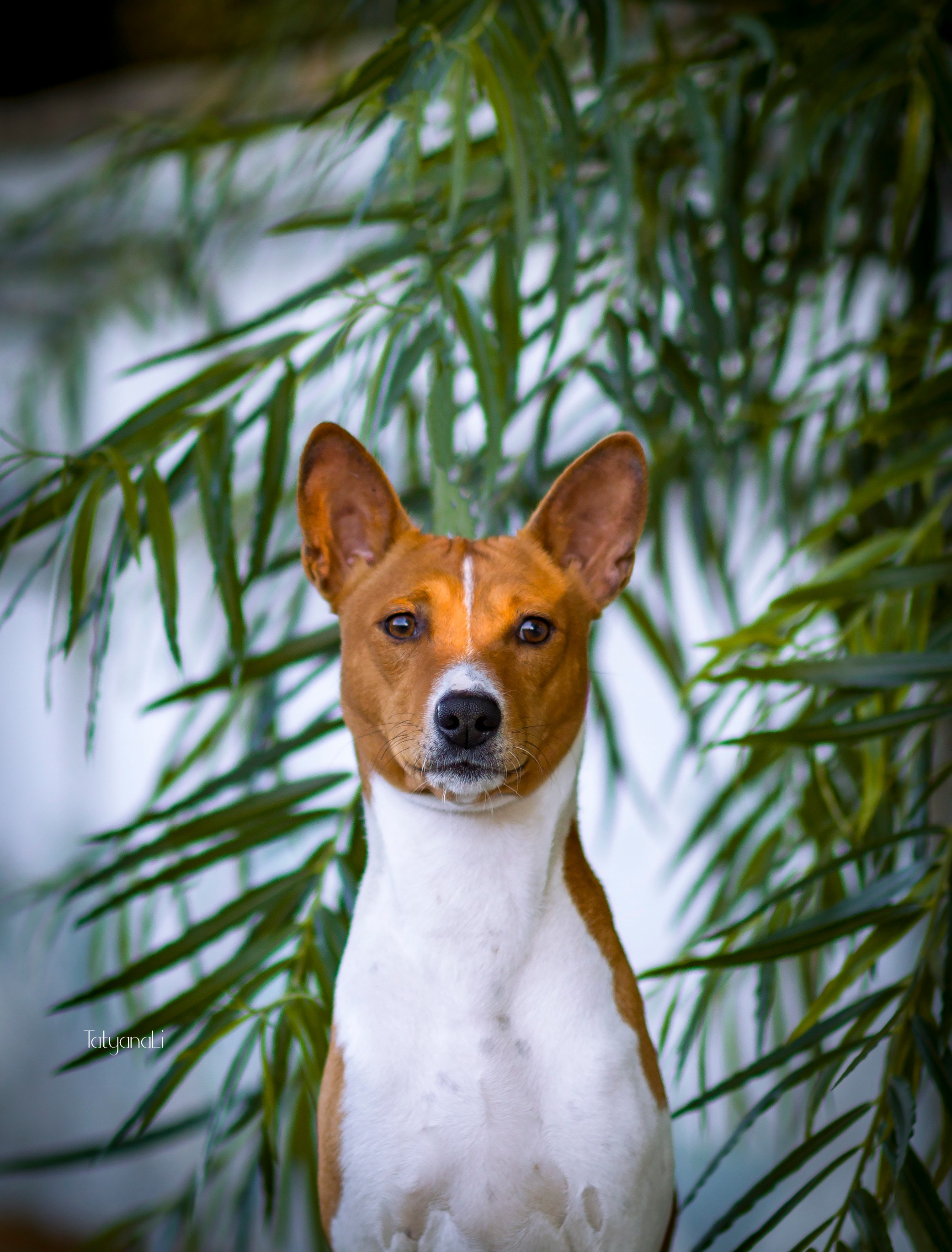 Басенджи. Фотограф — анималист Татьяна Ли