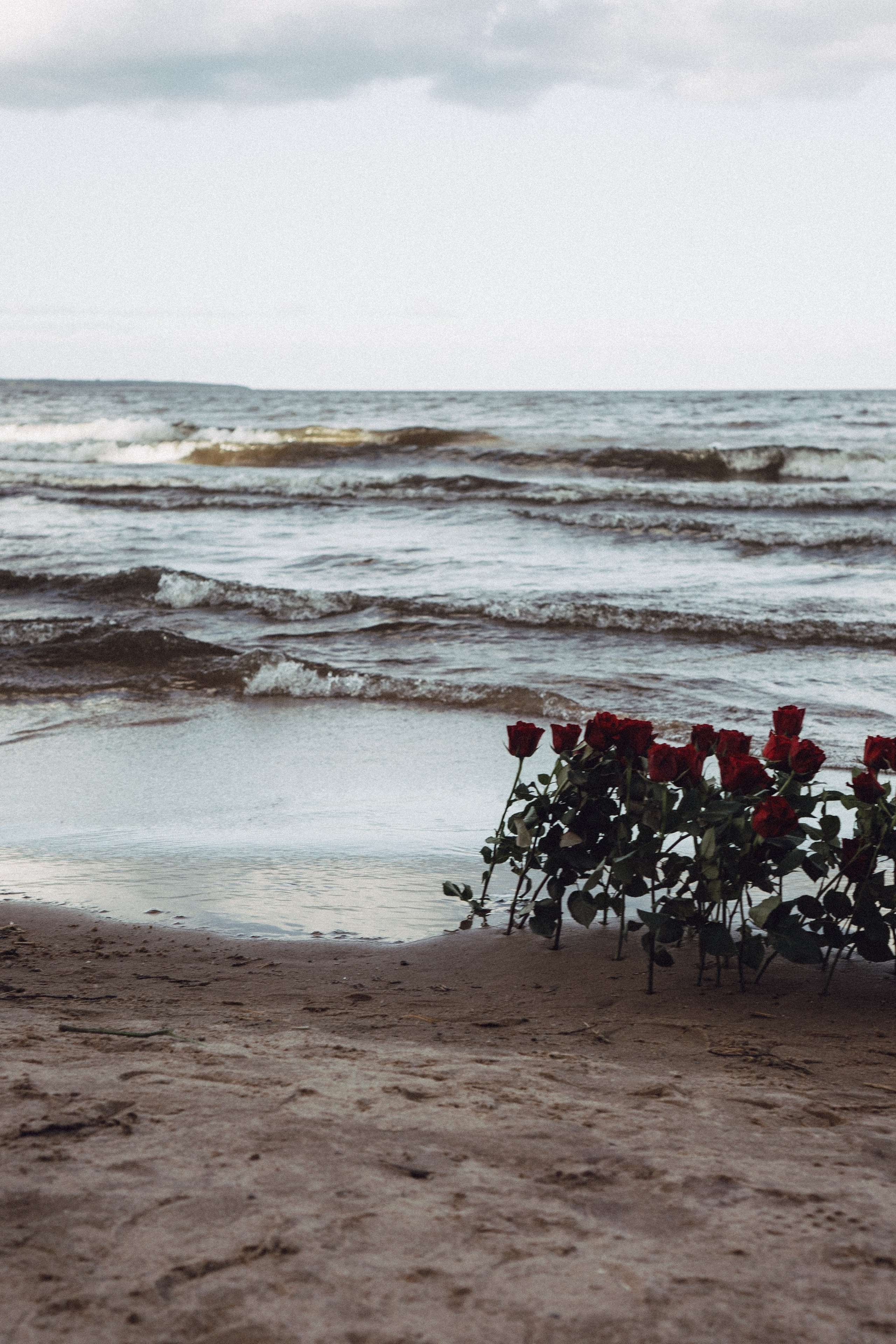 Розы. Профессиональный фотограф, Санкт-Петербург — Виктория Богомолова