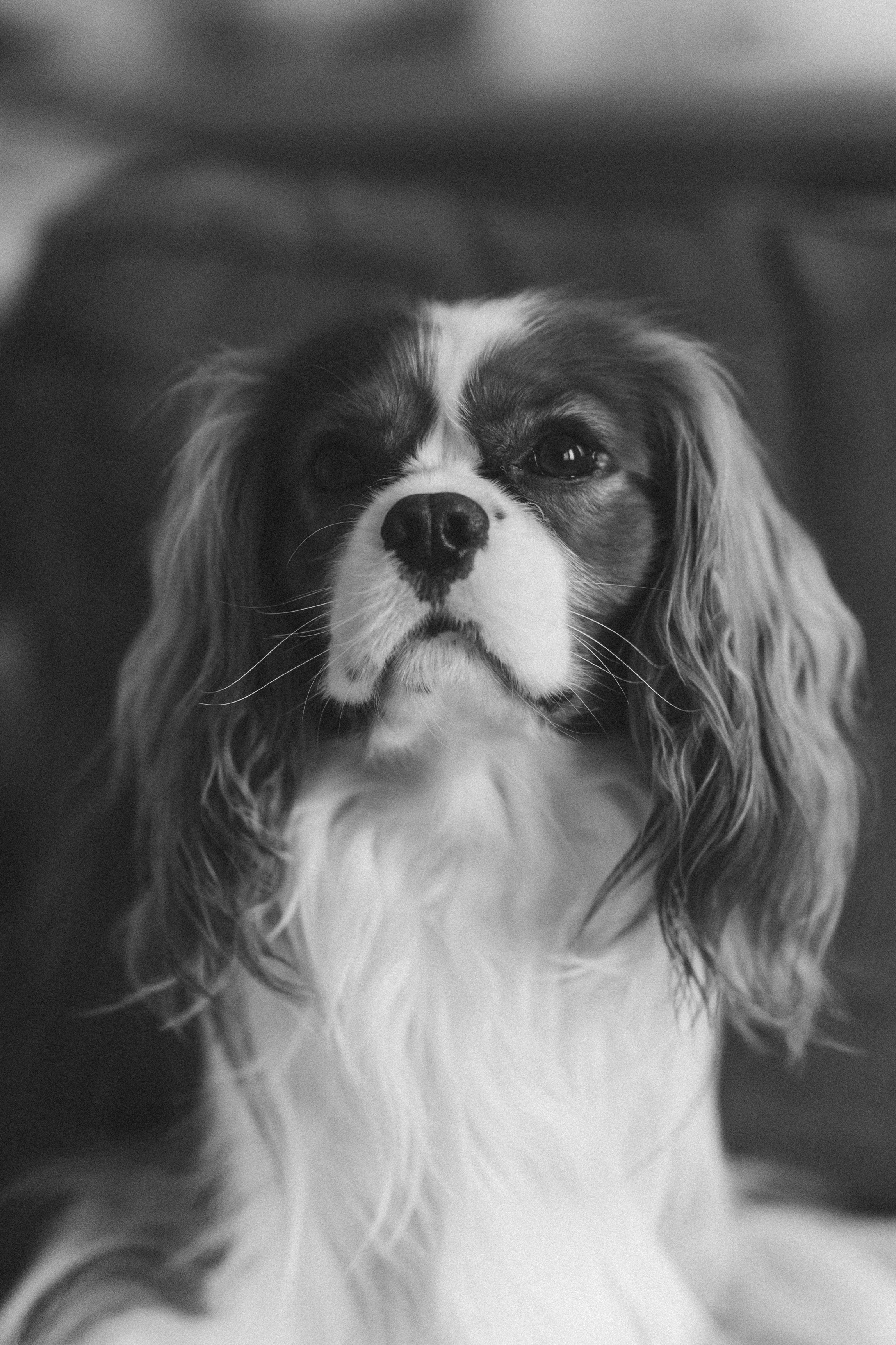 Аня, Ефим, Лимон. Семейный фотограф Оля Гладченко