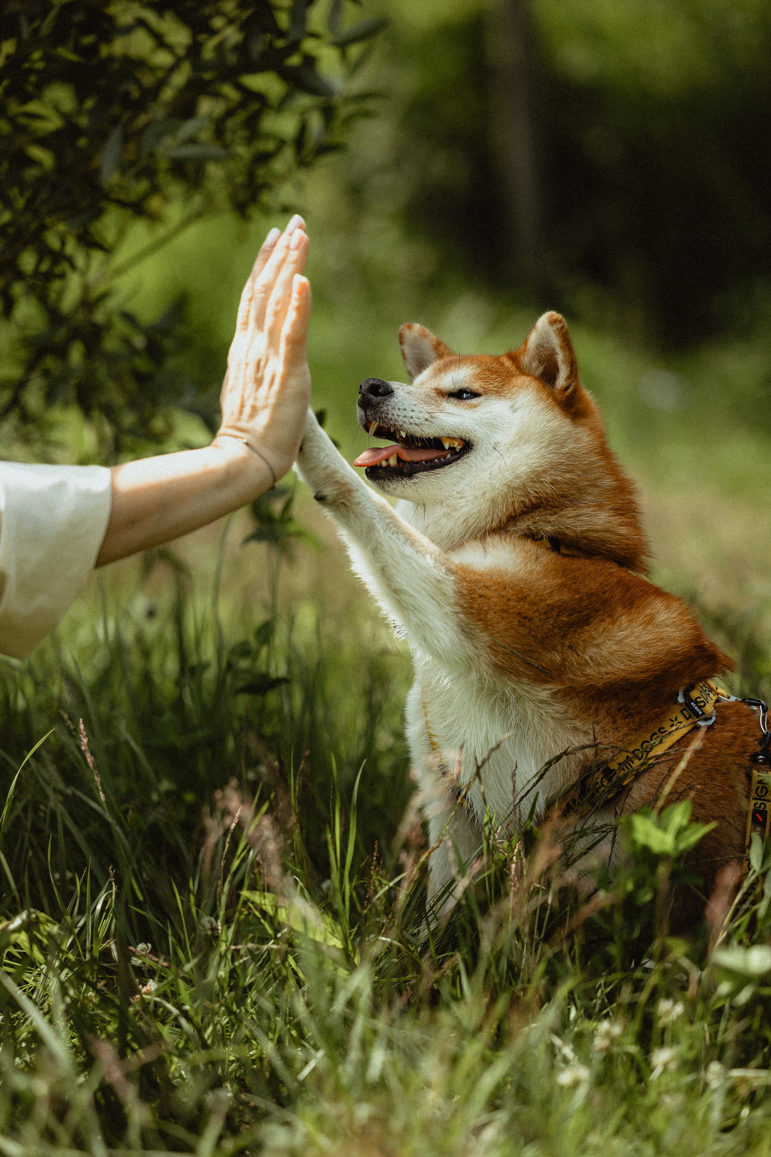 Выездной дог-тренинг от школы «Шерсть имею»