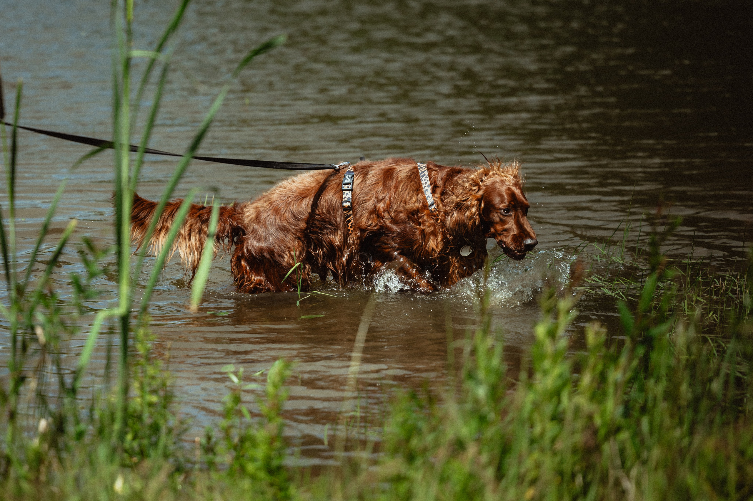 Выездной дог-тренинг от школы «Шерсть имею»