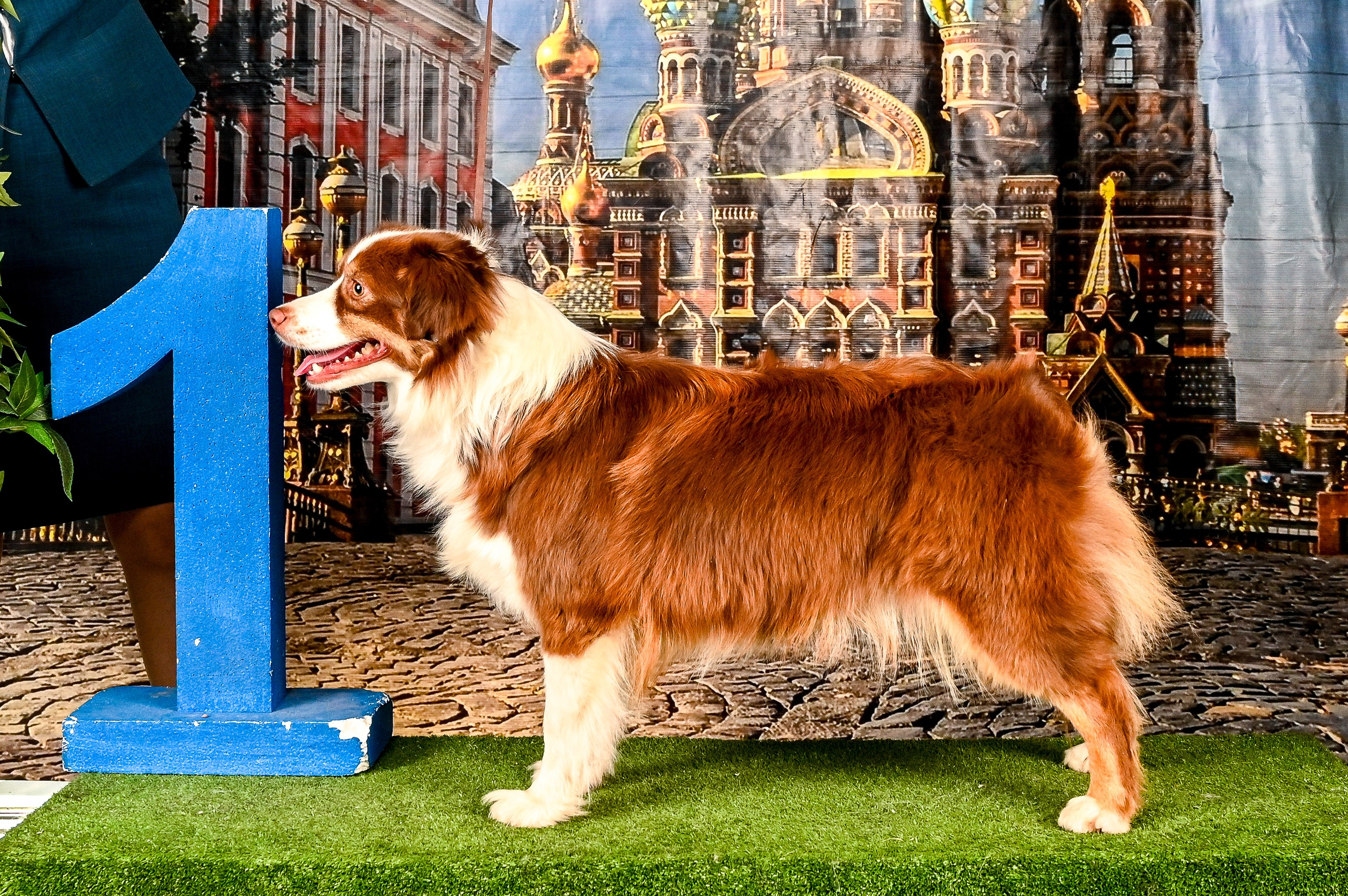 Выставка Клубы «Фауна» и «Догсити» 21-22 Июня 2025 «Пёсбург». Фотограф-анималист в СПб