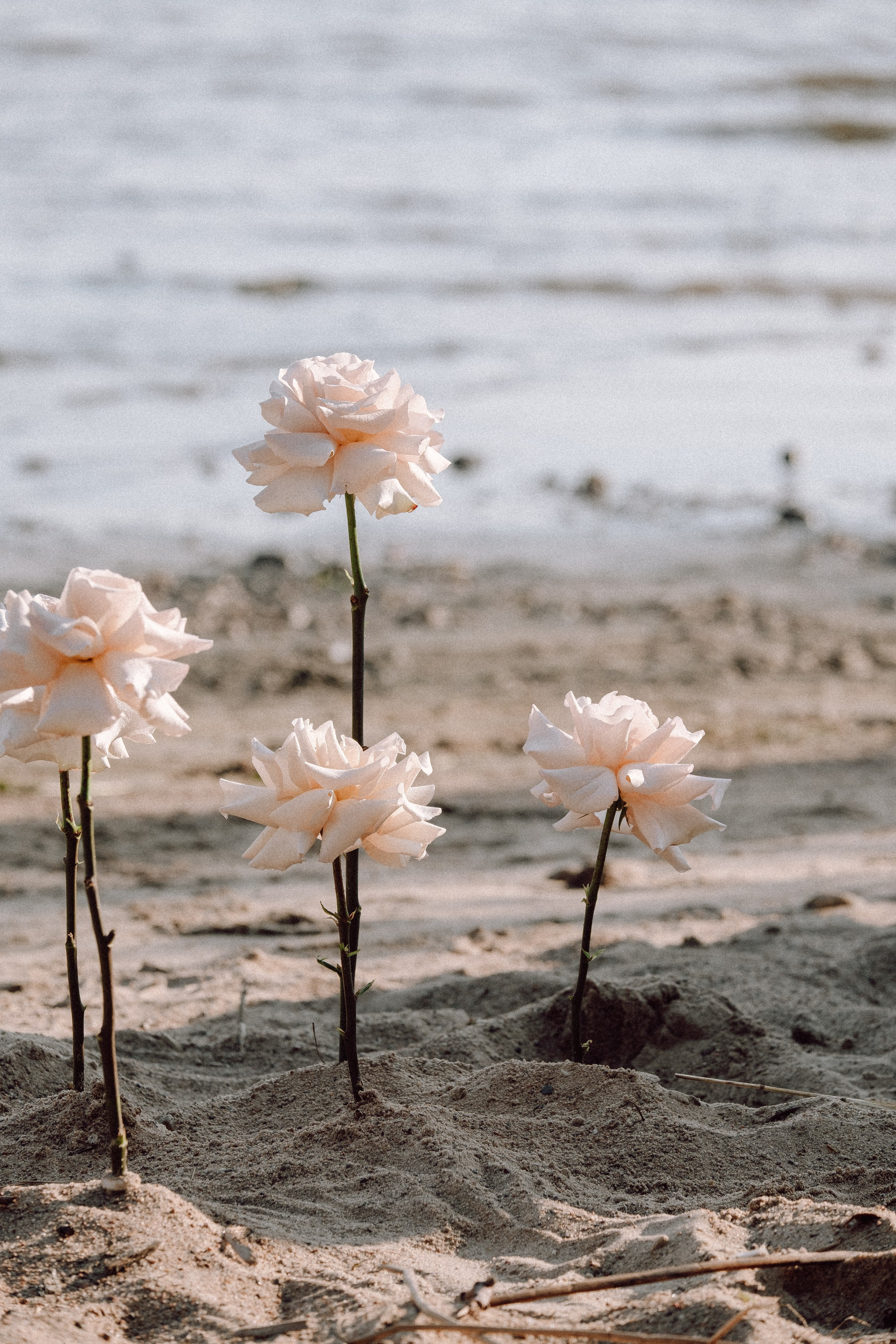 СВАДЕБНАЯ ФОТОСЕССИЯ ВЫЕЗДНОЙ ЦЕРЕМОНИИ (ФИНСКИЙ ЗАЛИВ). Профессиональный фотограф, Санкт-Петербург — Виктория Богомолова