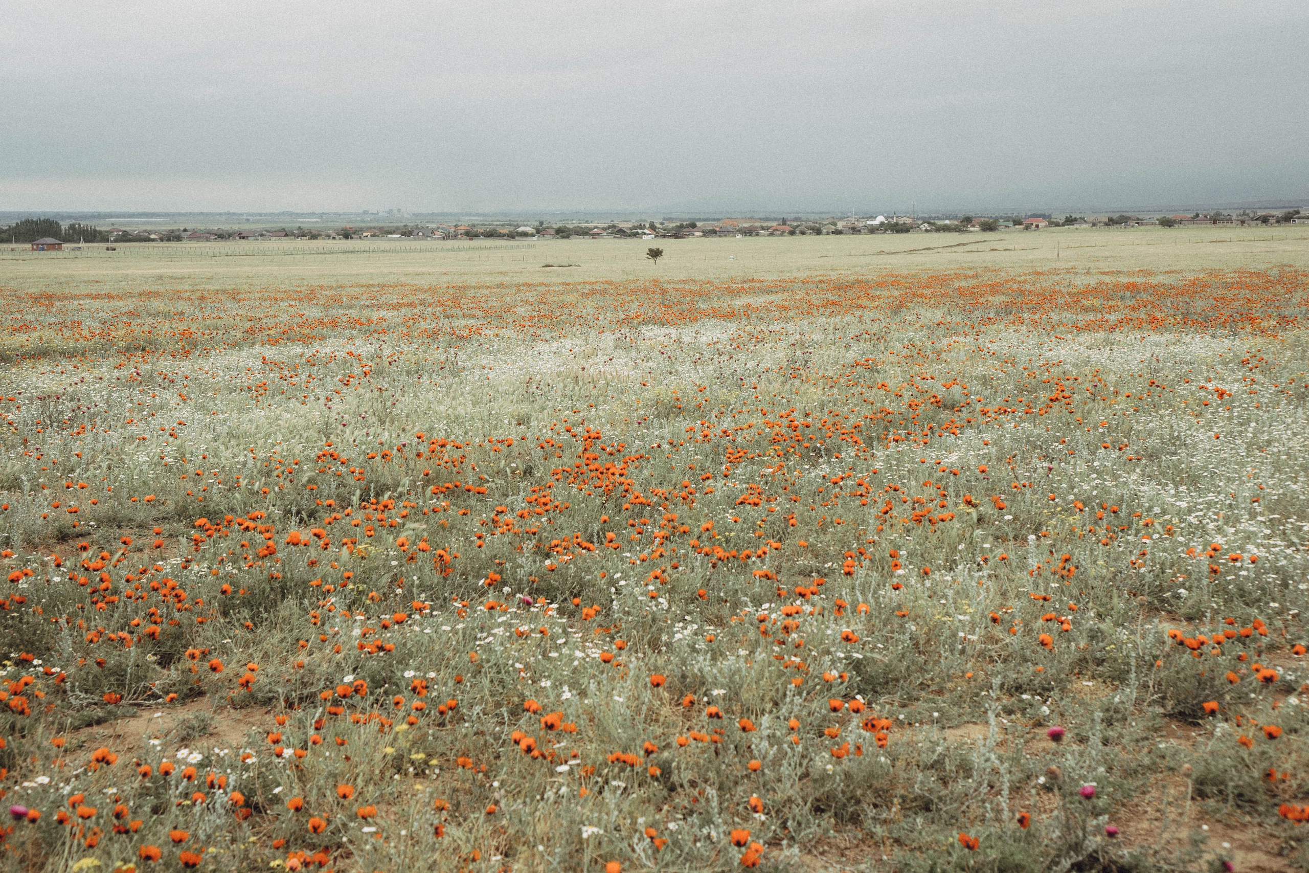 Кавказ. Профессиональный фотограф, Санкт-Петербург — Виктория Богомолова