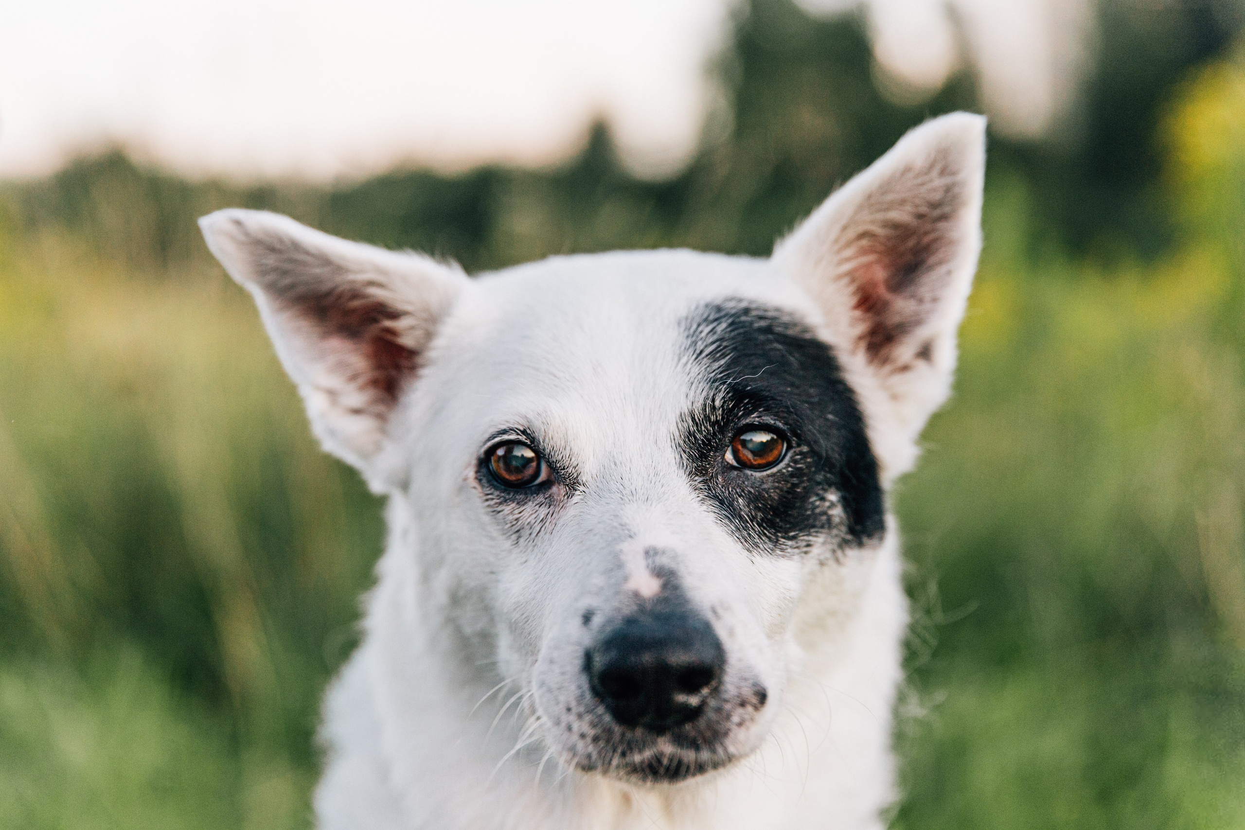 Саша и Белла. Фотограф-анималист в Москве Соломонова Варвара