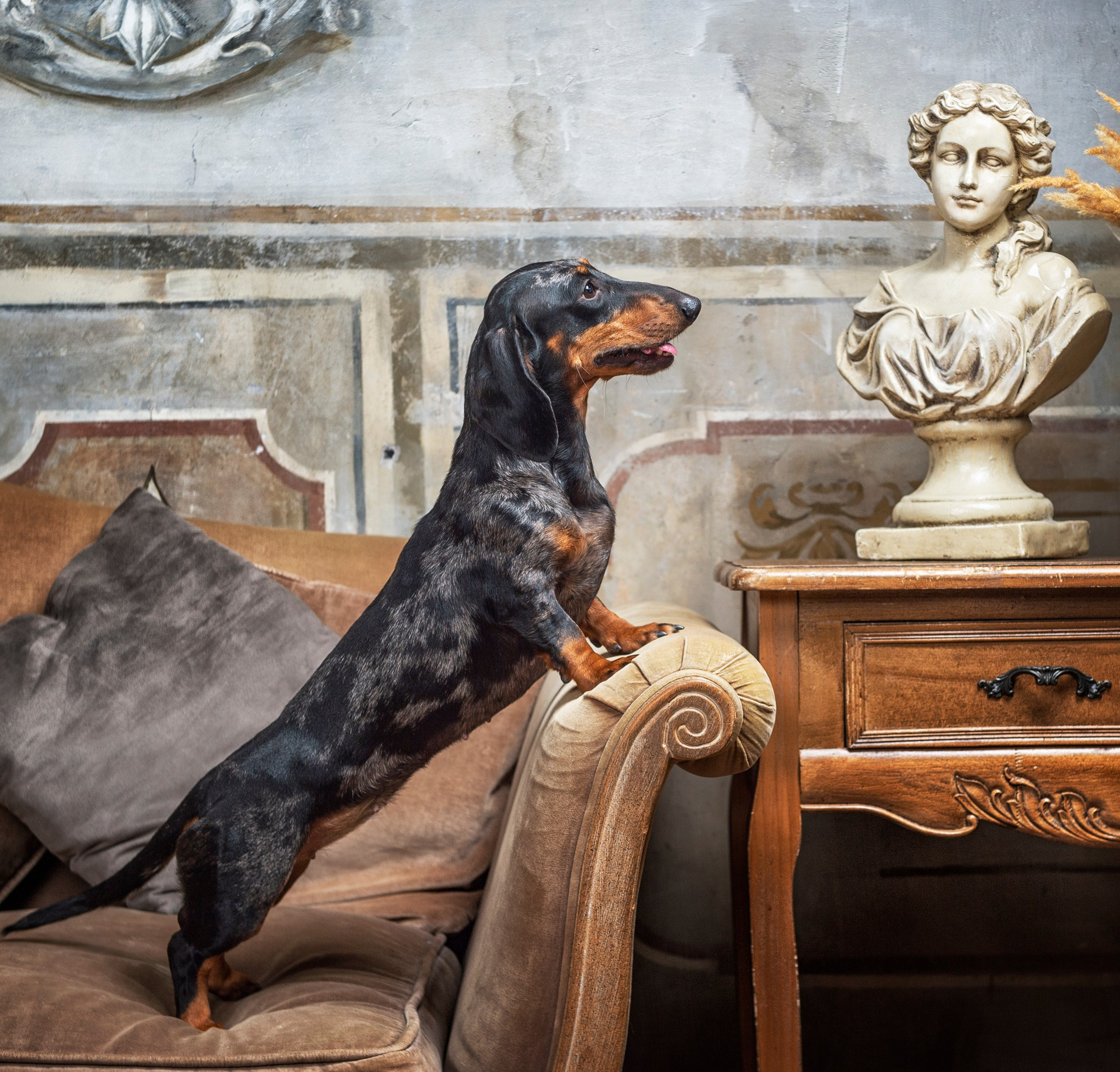 Собаки. Портретная и свадебная фотосъемка. Москва и область