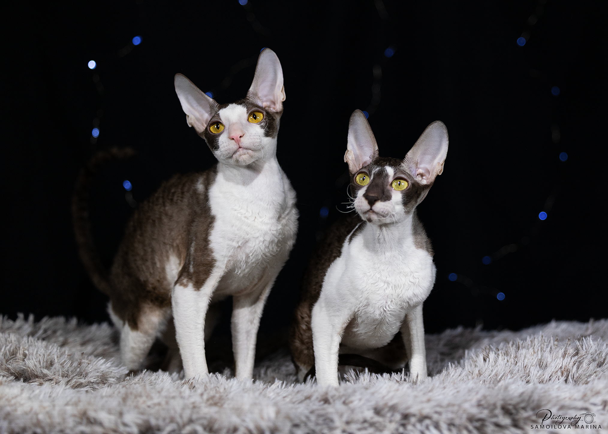 Кошки. Фотограф-анималист в Москве и МО Самойлова Марина