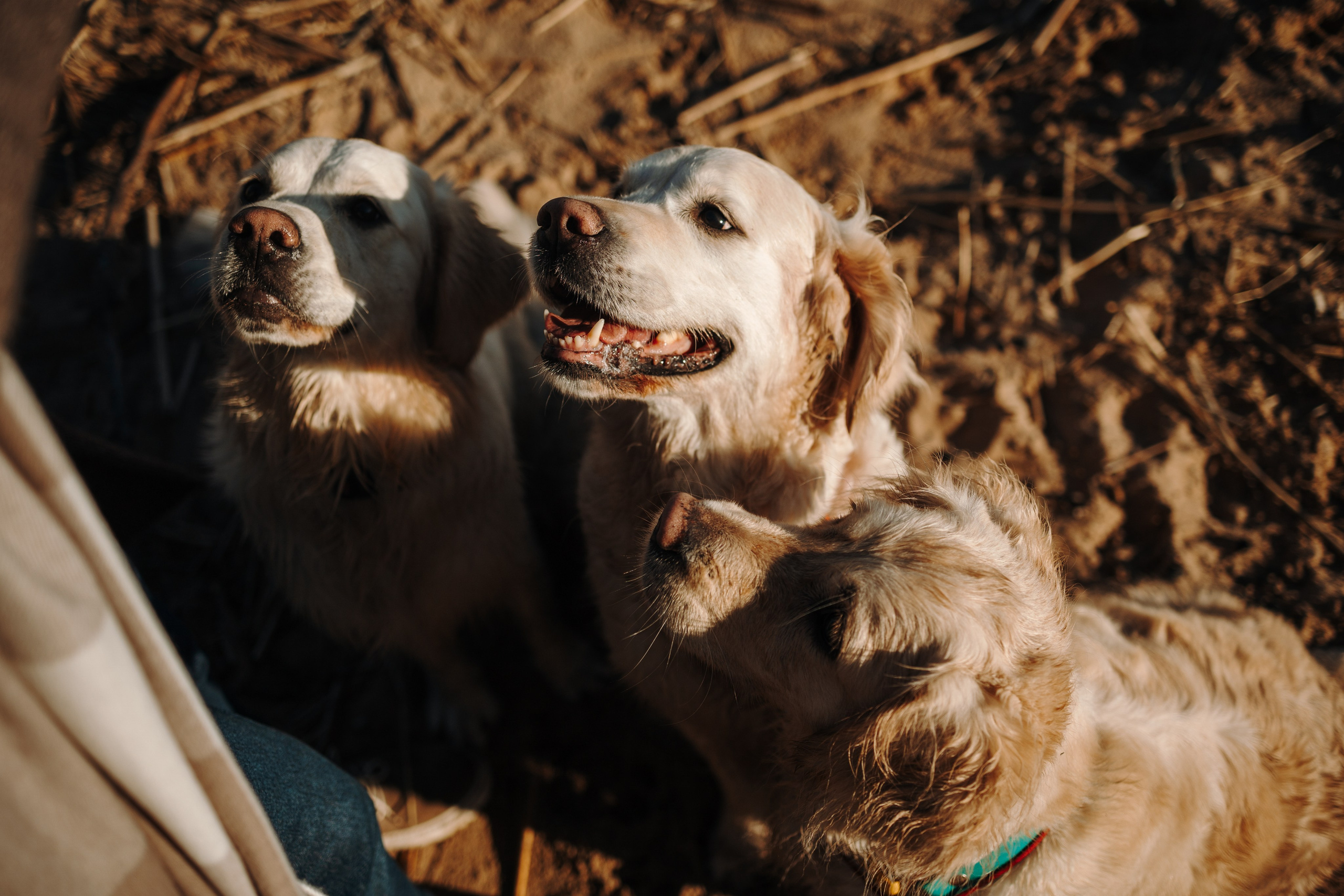 Катя и ее девочки. Фотограф — Анималист | Санкт-Петербург