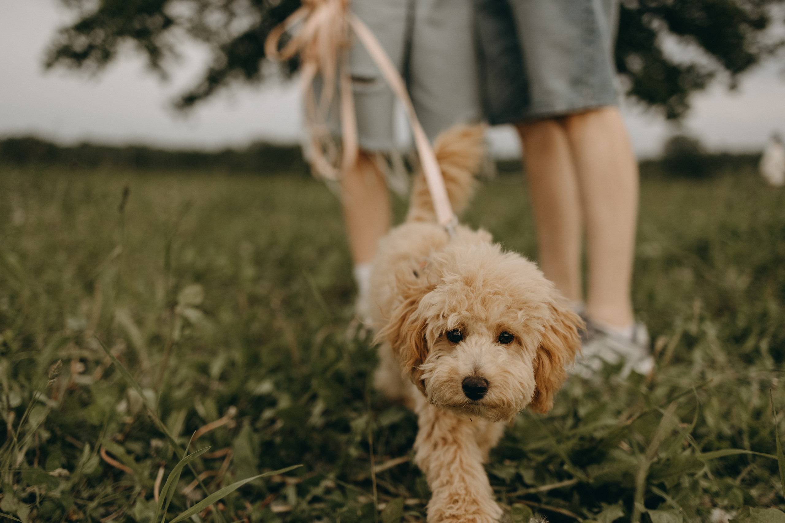 Мия и ее семья. Фотограф — Анималист | Санкт-Петербург