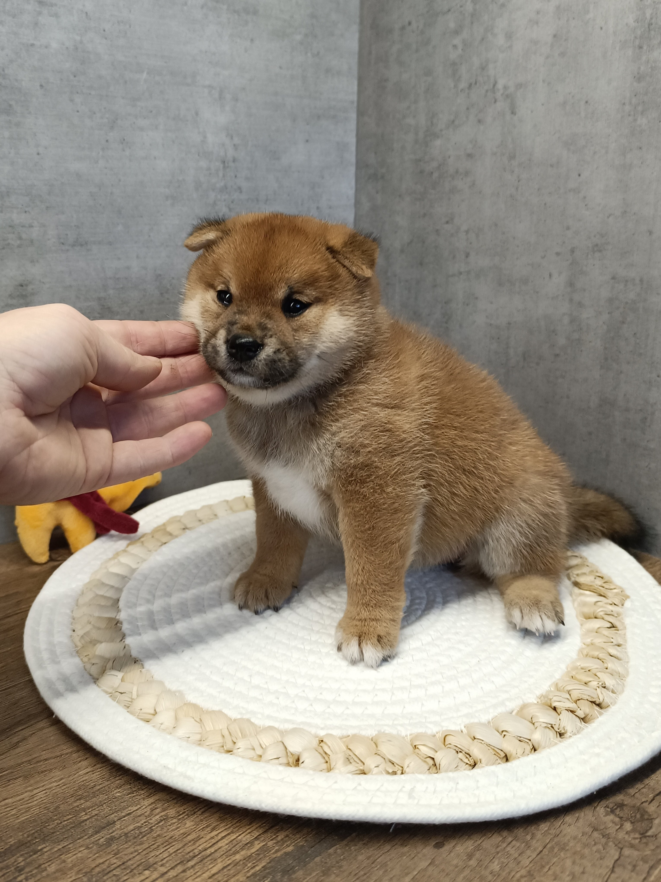 Rubylight Hattie. AMERICAN AKITA RUBYLIGHT KENNEL I SHIBA-INU
