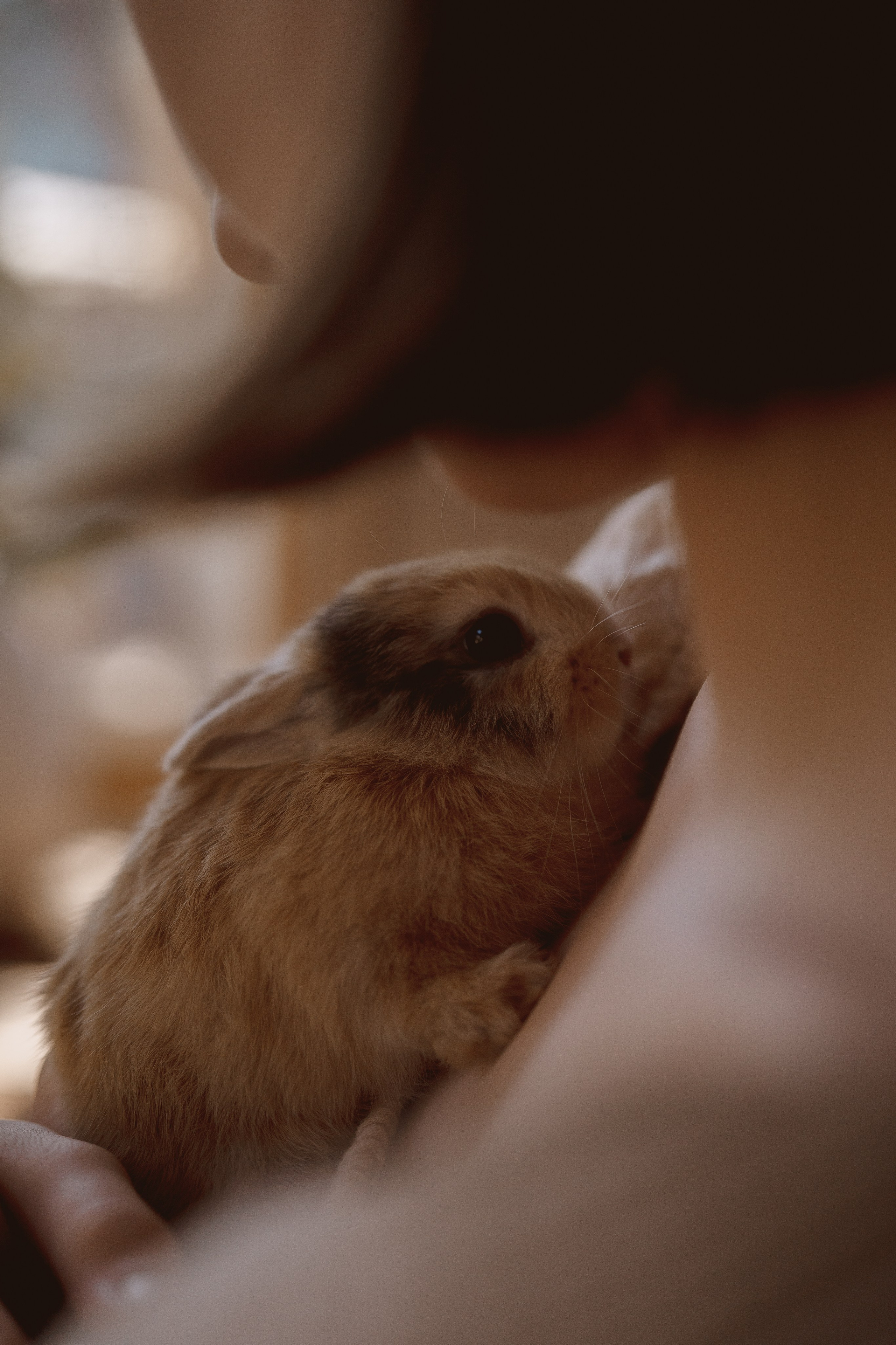 Нюша и Маша. Детская фотосессия Дом Элли г. Пушкино. Семейный и детский фотограф в Сергиев Посаде, Хотьково Якимчук Любовь
