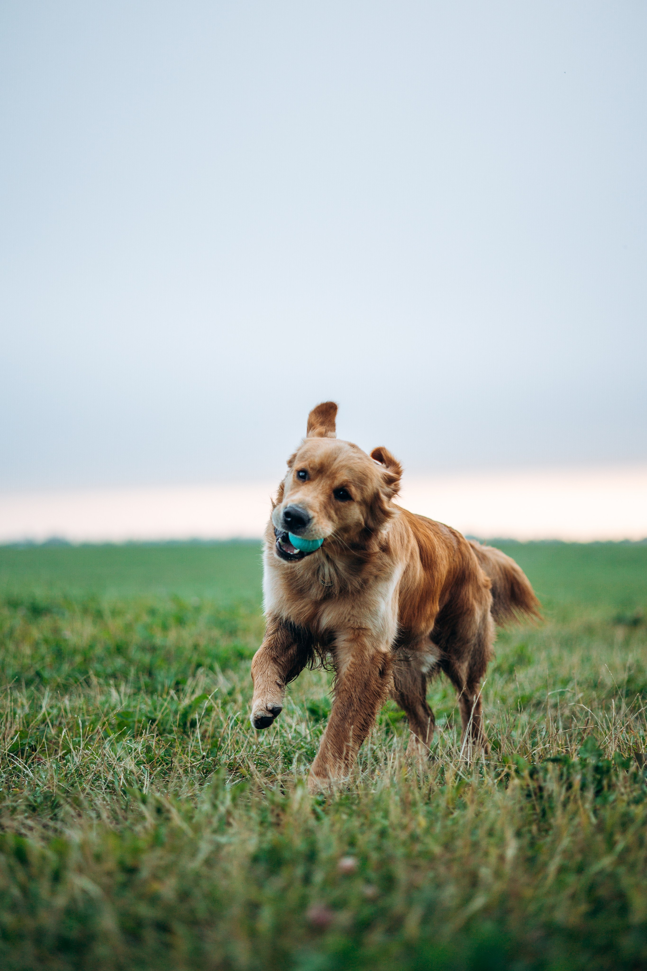 Аня и Ноллан. Фотограф — Анималист | Санкт-Петербург