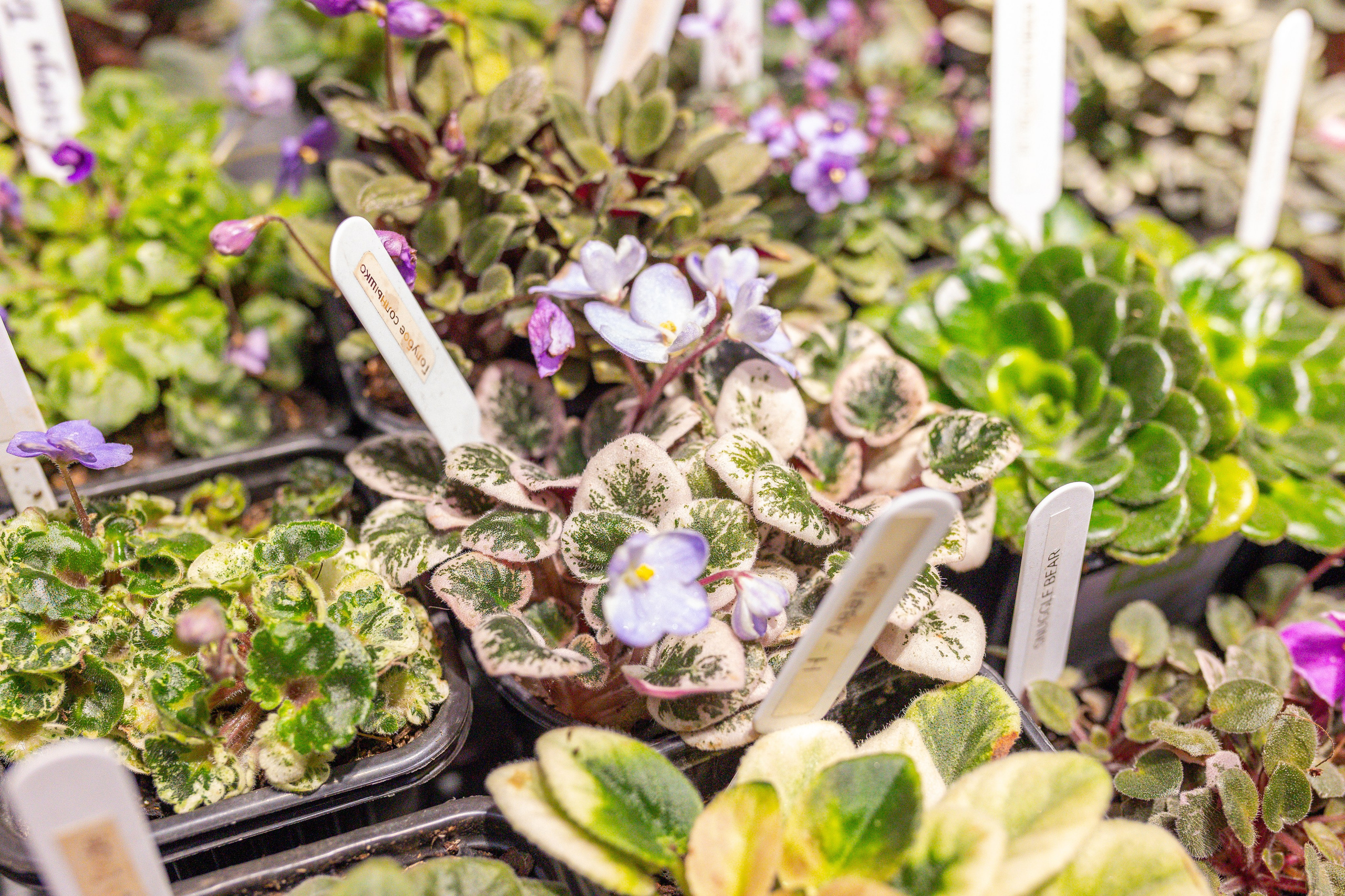 Орхидиум сентябрь 2025. Александра Куликова фотограф, Москва