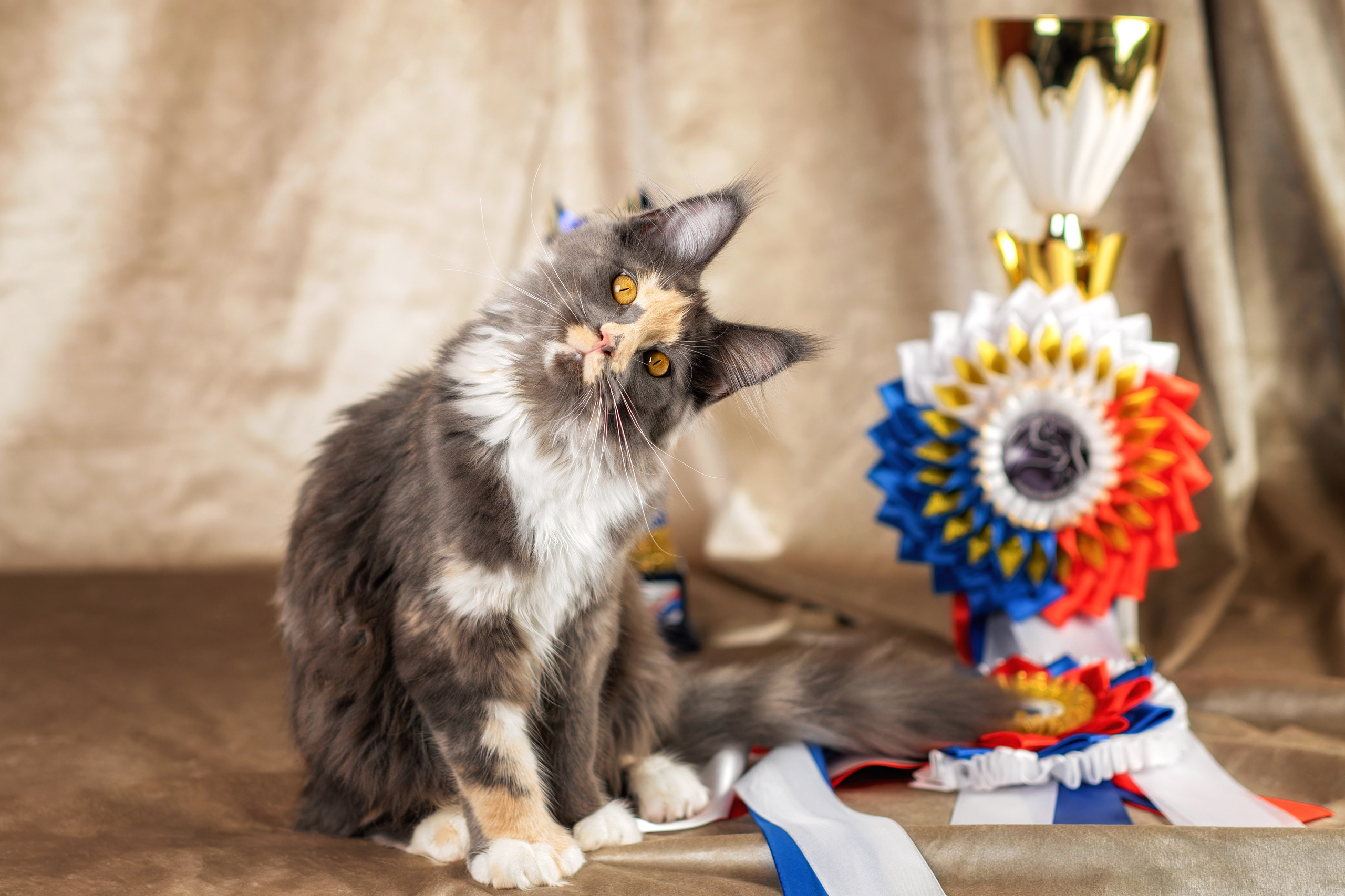 Кошки. Фотограф-анималист Юлия Зубкова