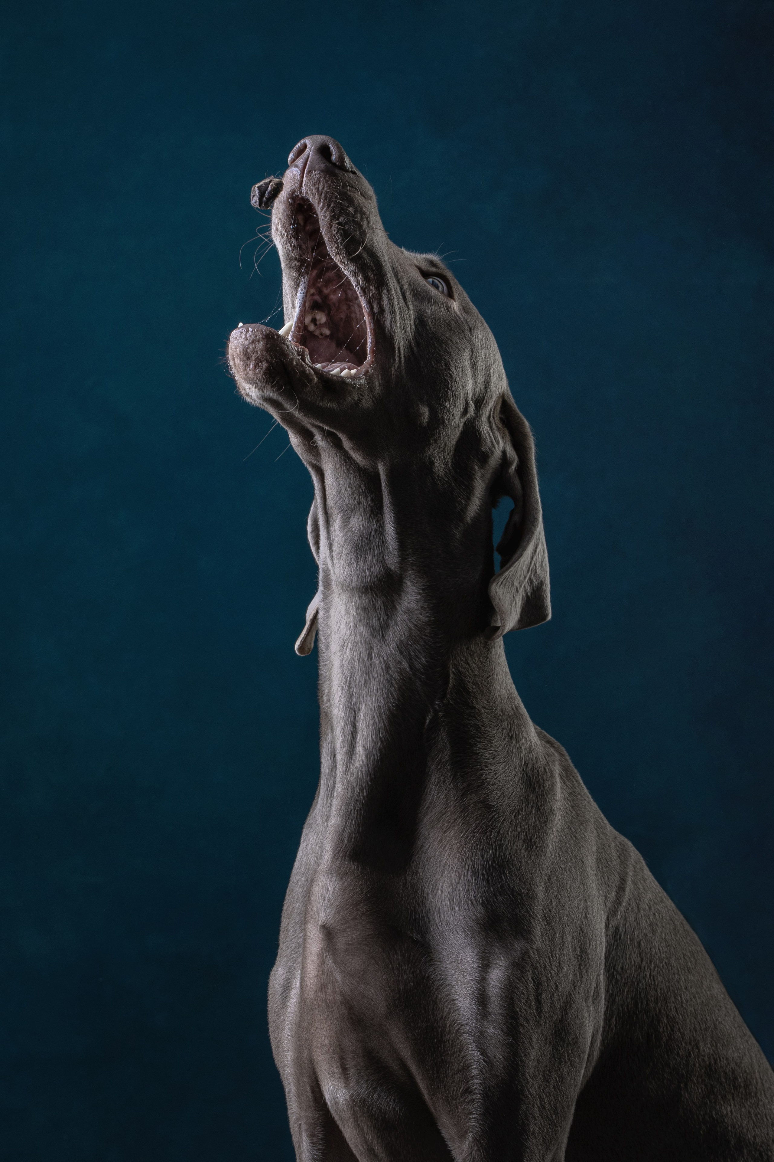 Студийная съемка веймаранера. Фотограф-анималист Юлия Зубкова