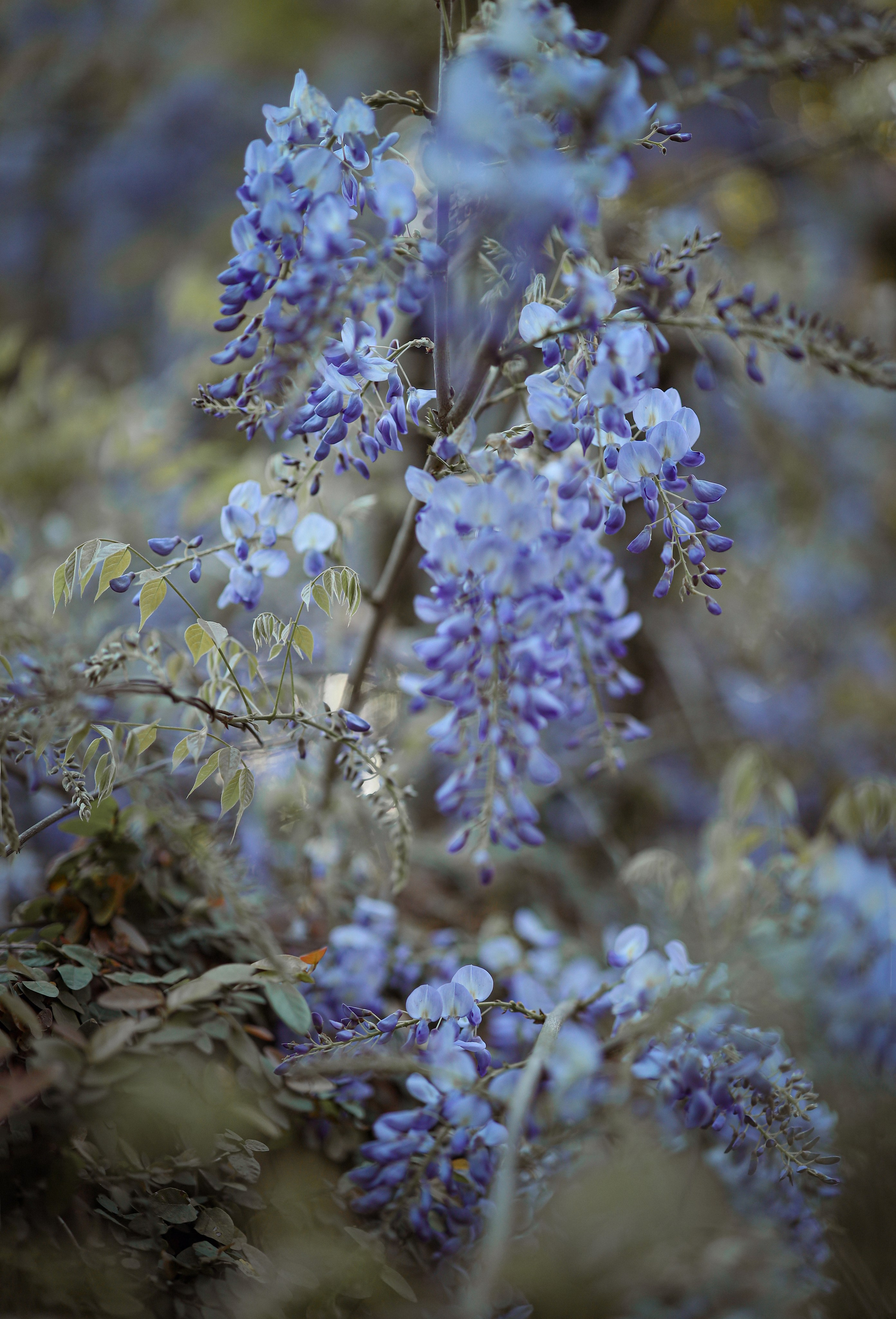 Детская фотосессия в цветущей Глицинии. Свадебный и семейный фотограф в Абхазии Жанна Соснина