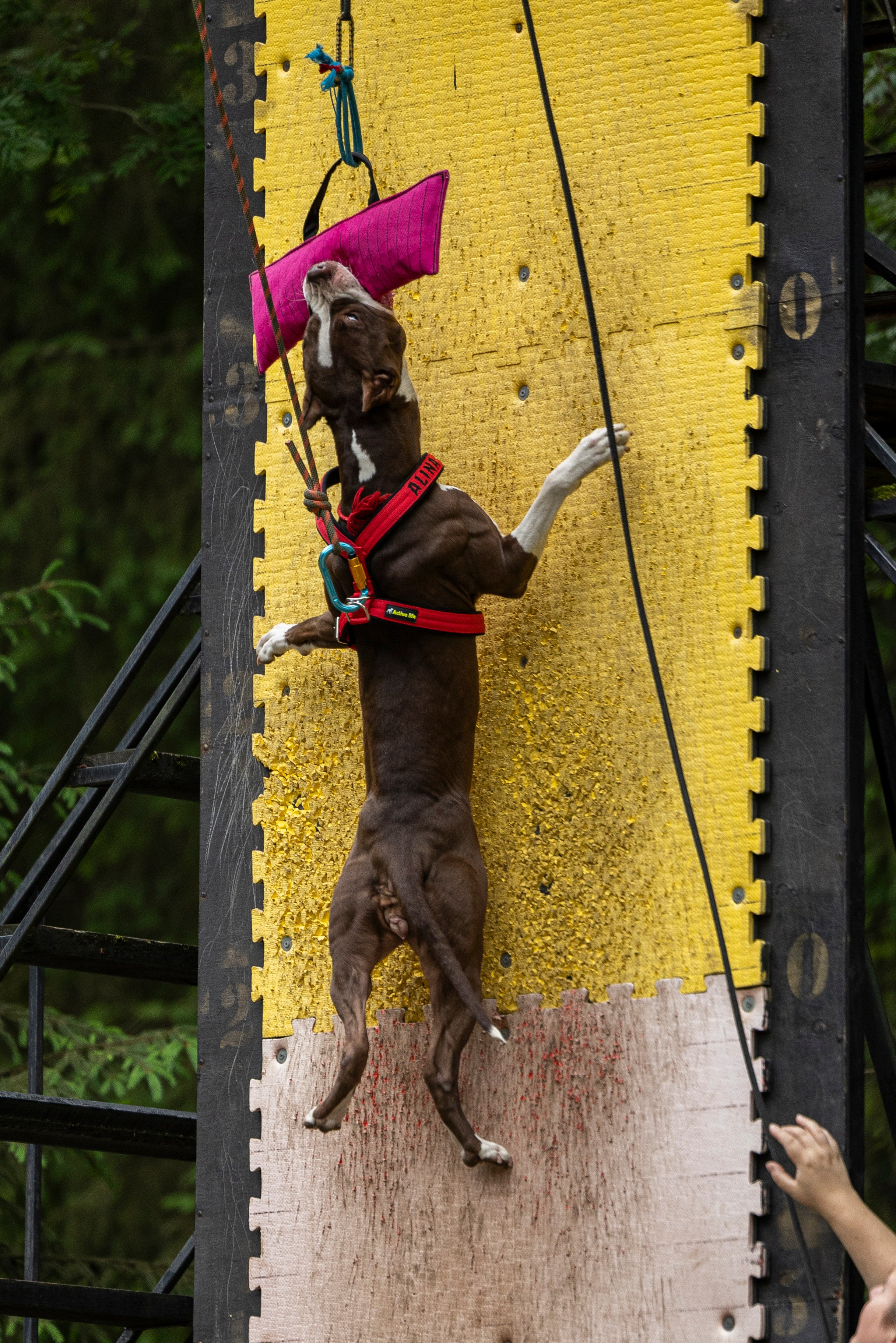 Пит-стафф многоборье. Фотограф-анималист Анна Маринич