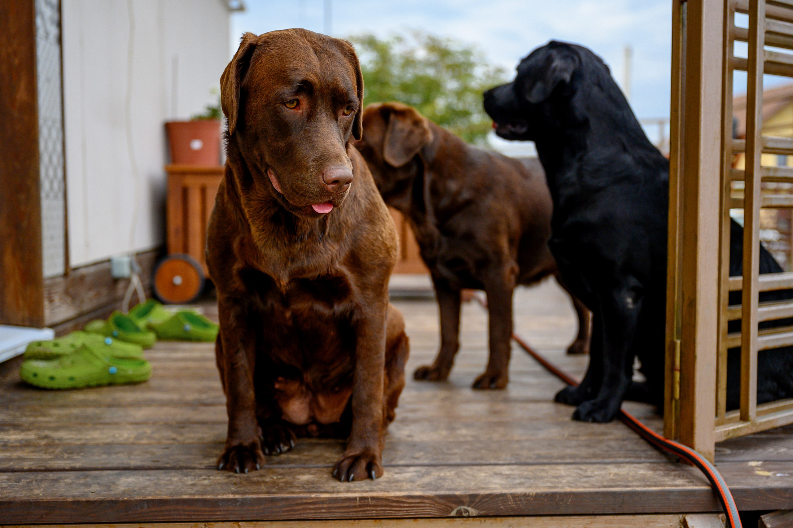 Спаниель и Лабрадоры. Bazarkom-photo.ru Фотограф Виктор Оськин в Старом Осколе