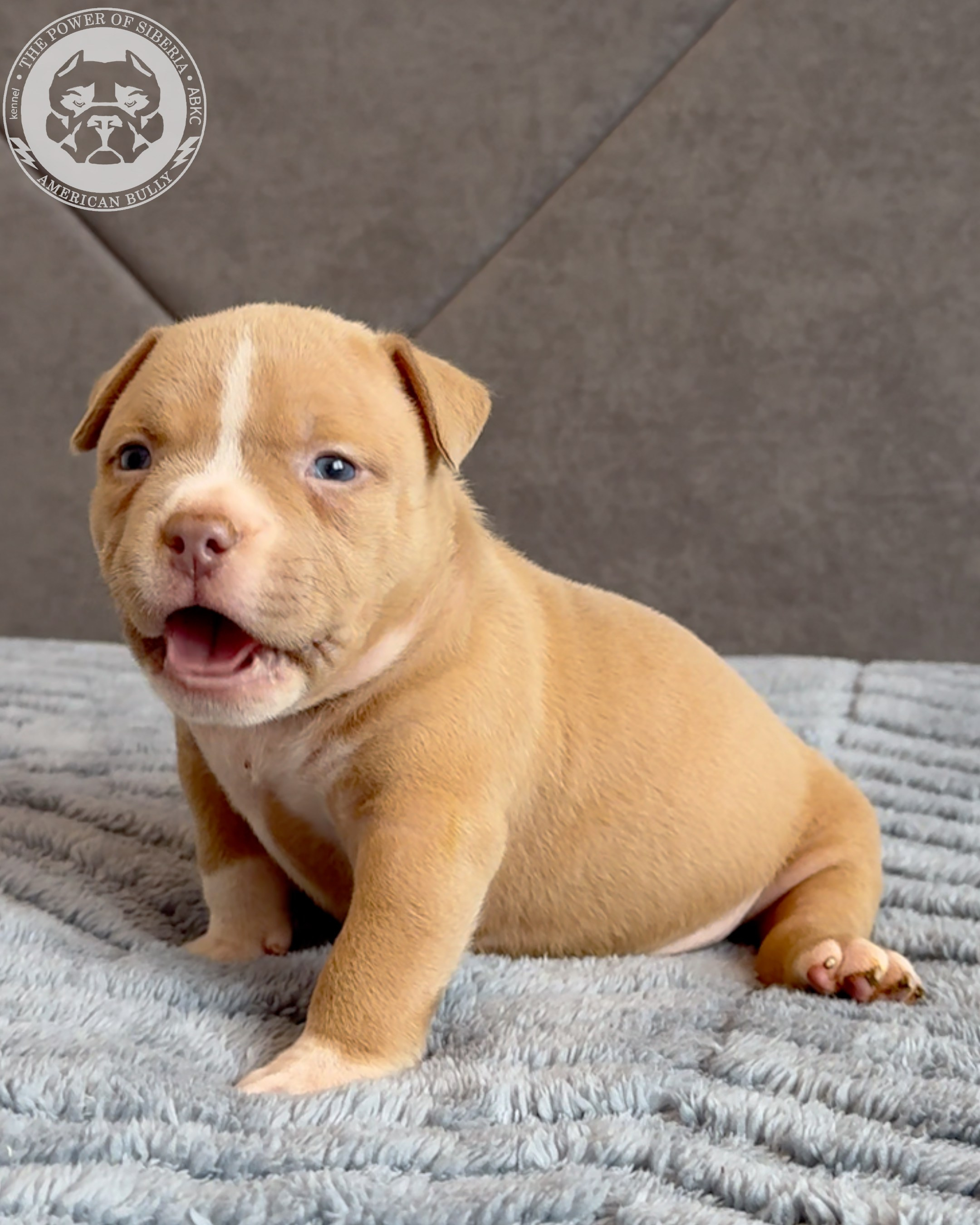 21.02.26-Мила-Турук. Американский Булли в г. Ростов-на-Дону. Питомник THE POWER OF SIBERIA