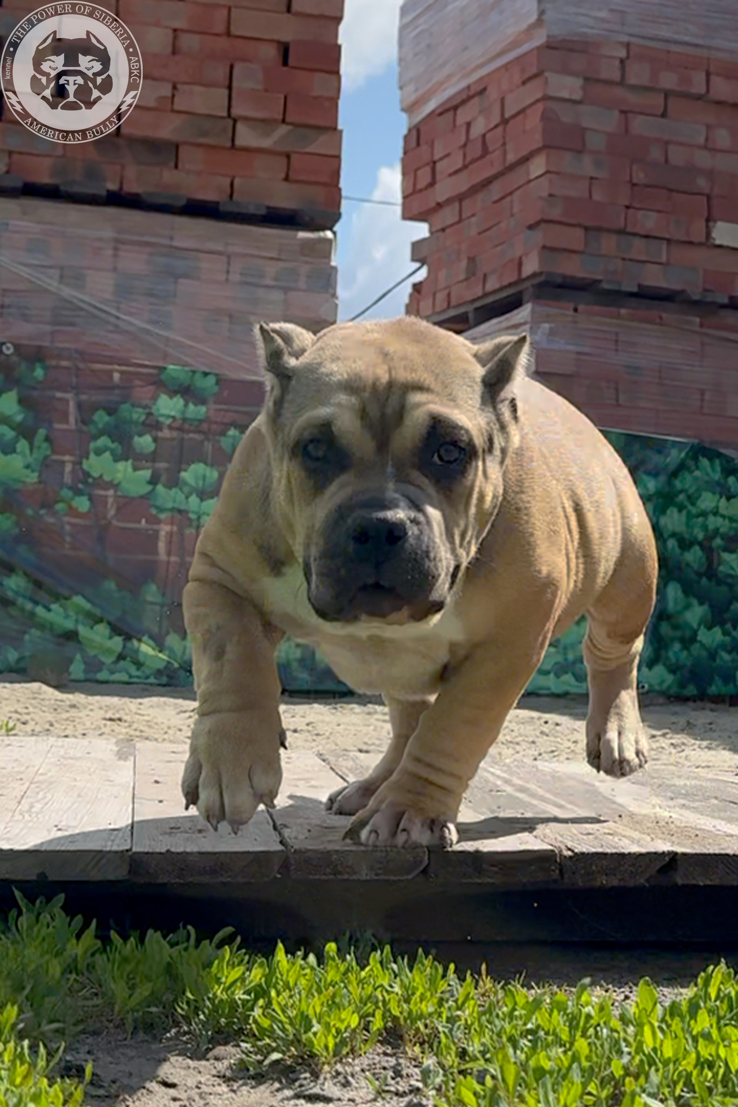 Свободные щенки Американский Булли, в типах покет, классик, стандарт. Американский Булли в г. Ростов-на-Дону. Питомник THE POWER OF SIBERIA