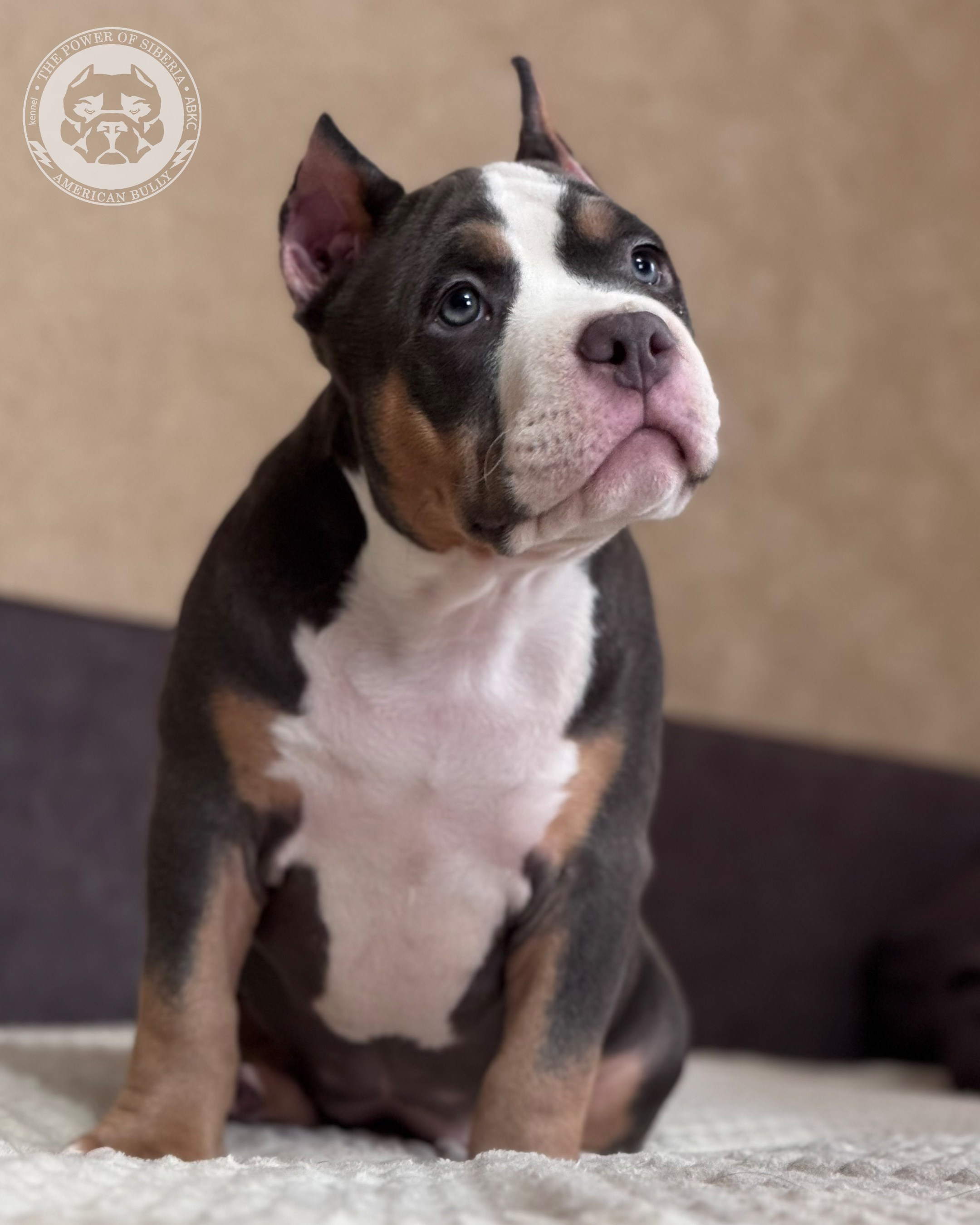 Свободные щенки Американский Булли, в типах покет, классик, стандарт. Американский Булли в г. Ростов-на-Дону. Питомник THE POWER OF SIBERIA