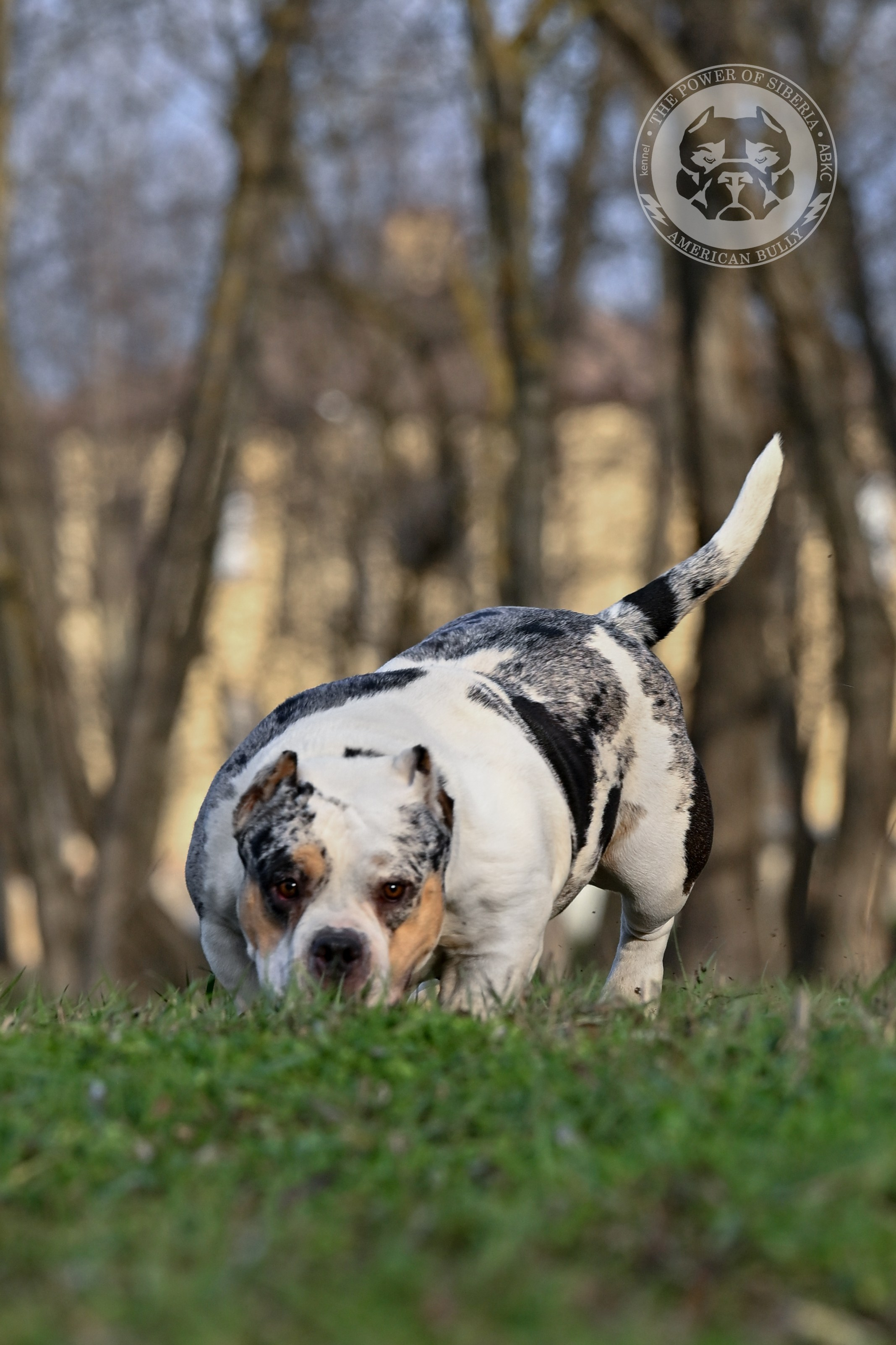 THE POWER OF SIBERIA BAFFI. Американский Булли в г. Ростов-на-Дону. Питомник THE POWER OF SIBERIA
