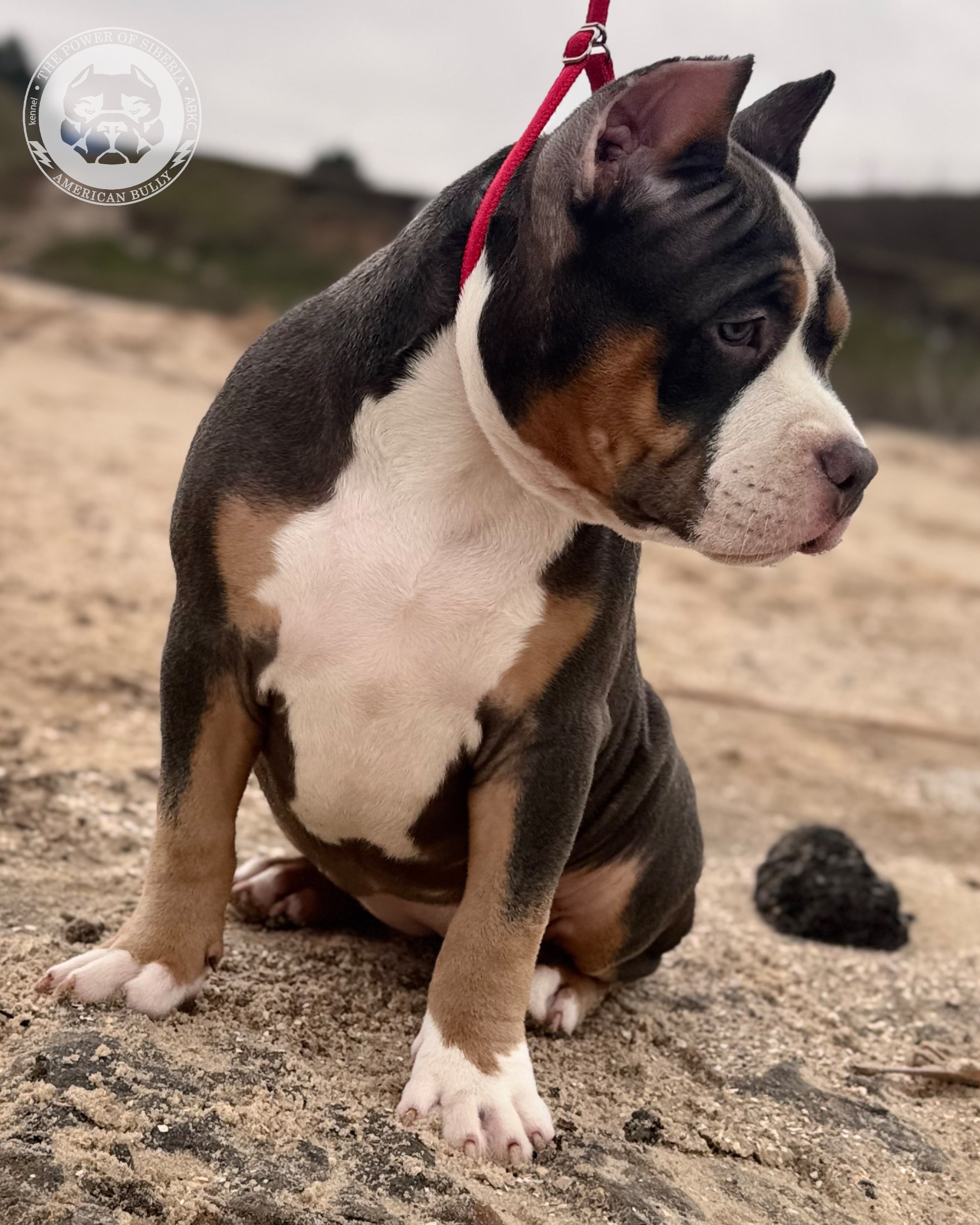 Свободные щенки Американский Булли, в типах покет, классик, стандарт. Американский Булли в г. Ростов-на-Дону. Питомник THE POWER OF SIBERIA