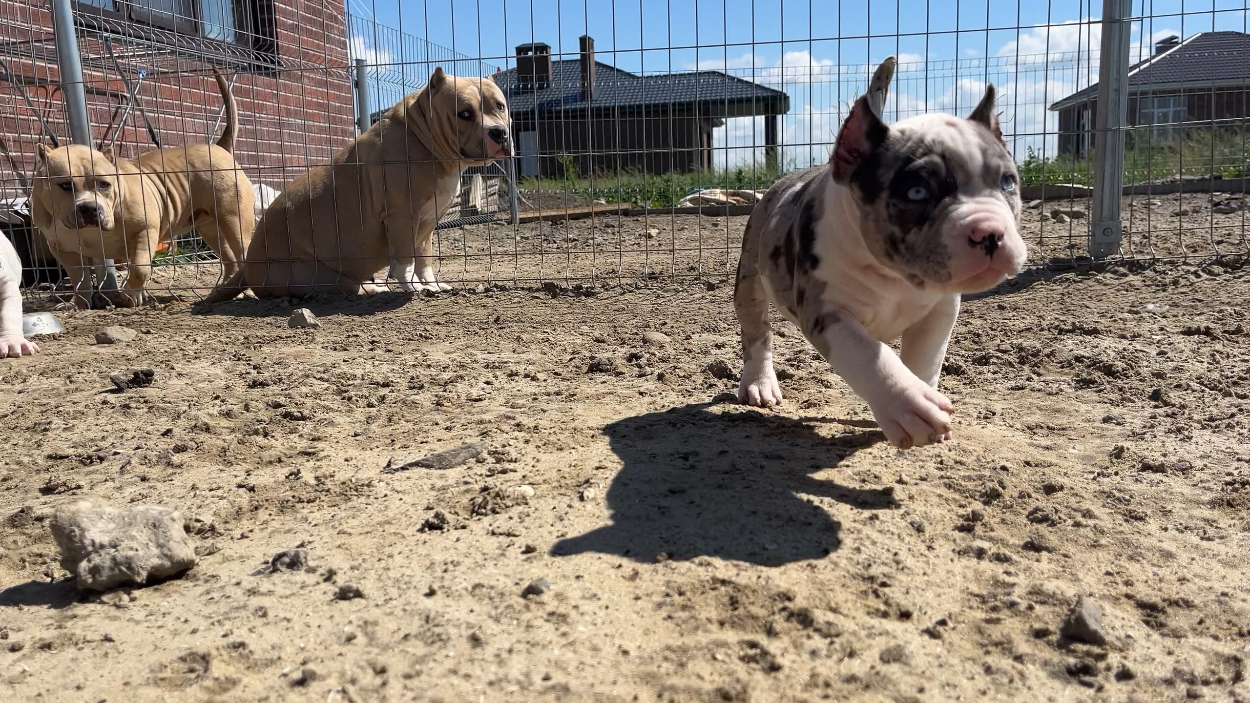 Фотографии Керри Американского булли Классик в возрасте 4 мес. Американский Булли в г. Ростов-на-Дону. Питомник THE POWER OF SIBERIA