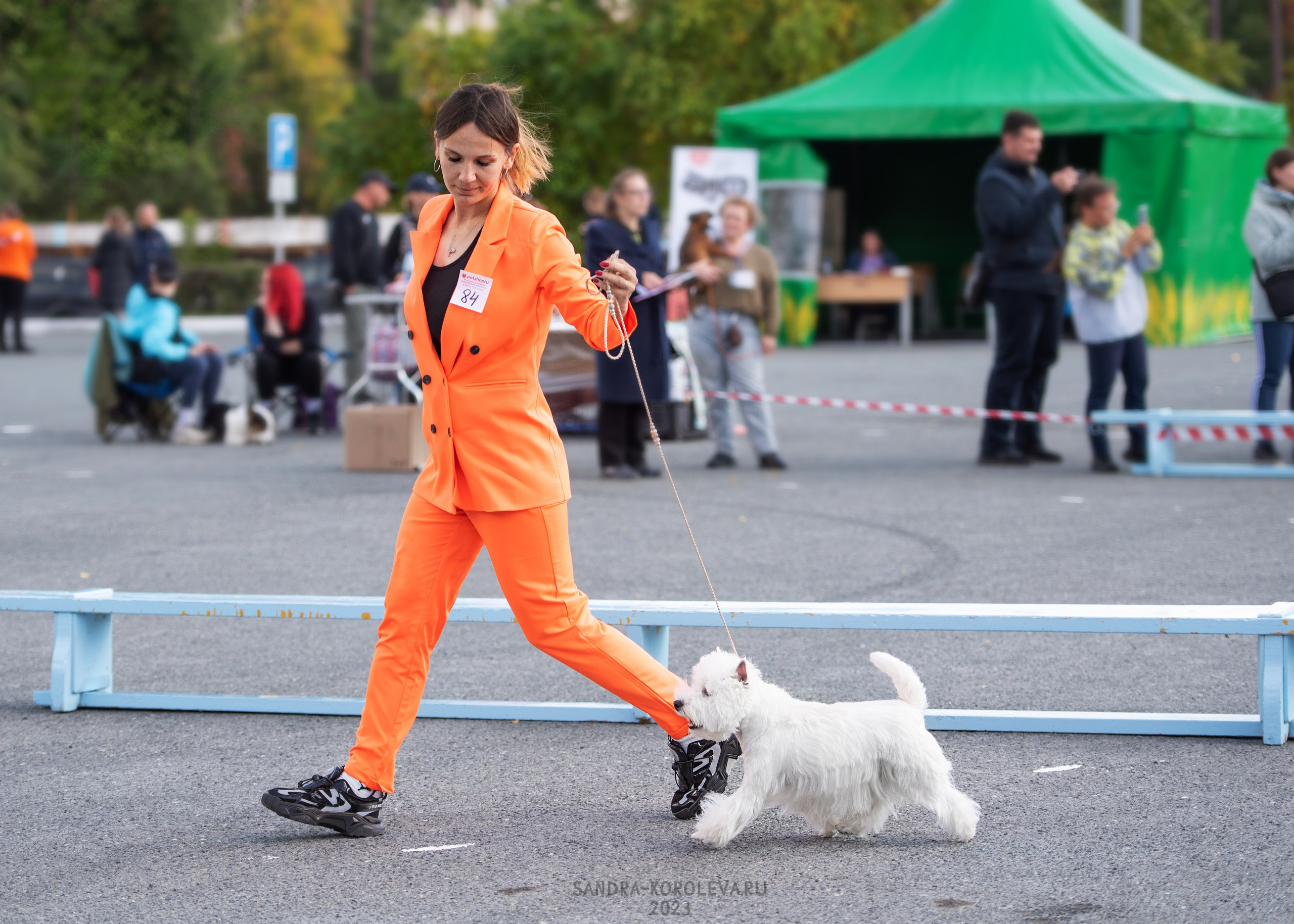 Выставка собак Тюмень 02.09.2023. Дог-фотограф в Тюмени Александра Королева